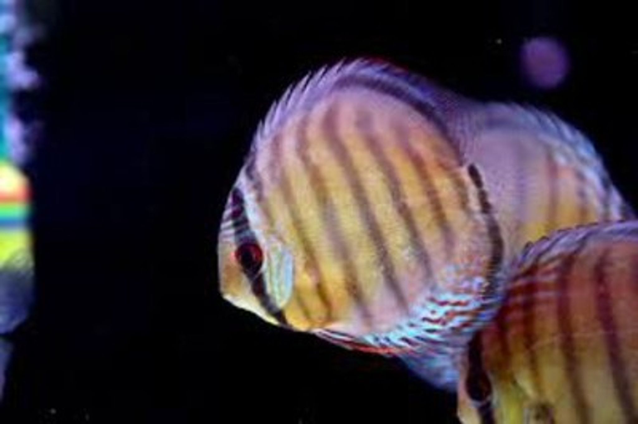 Symphysodon Tarzoo "Tefé Red Spotted Green"