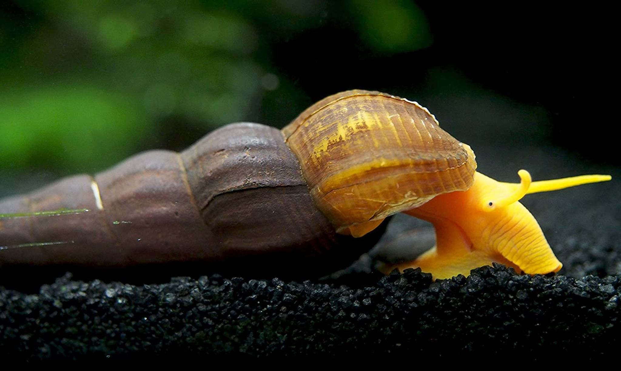 Tylomelania Gemmifera