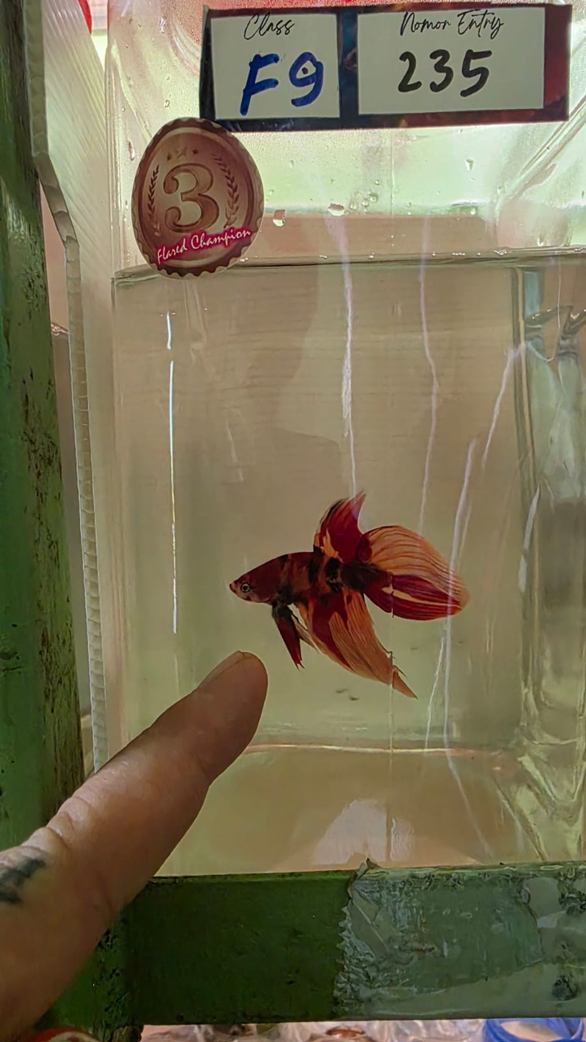 VT SHOW GRADE Betta Splendens (CG235) 3RD