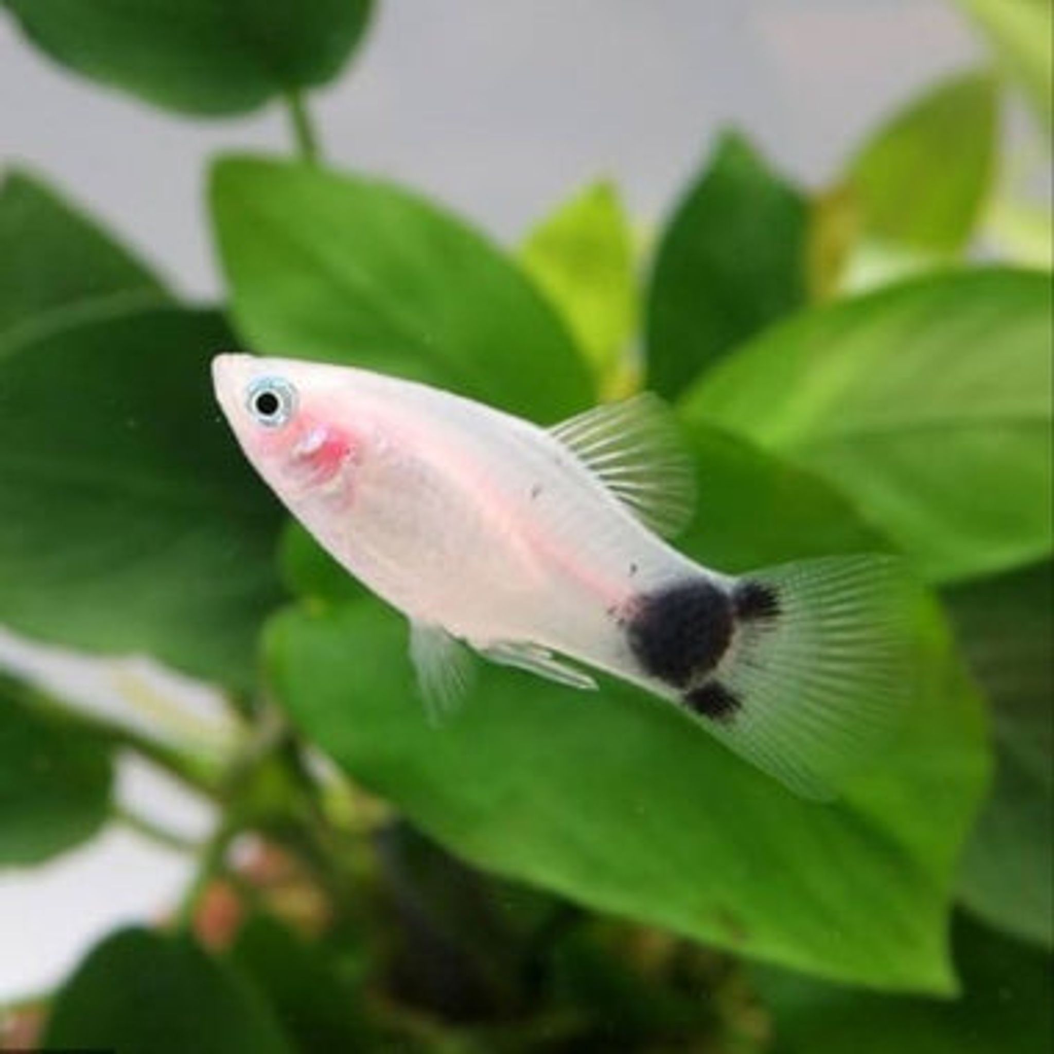 Xiphophorus Maculatus 'Panda Mickey'