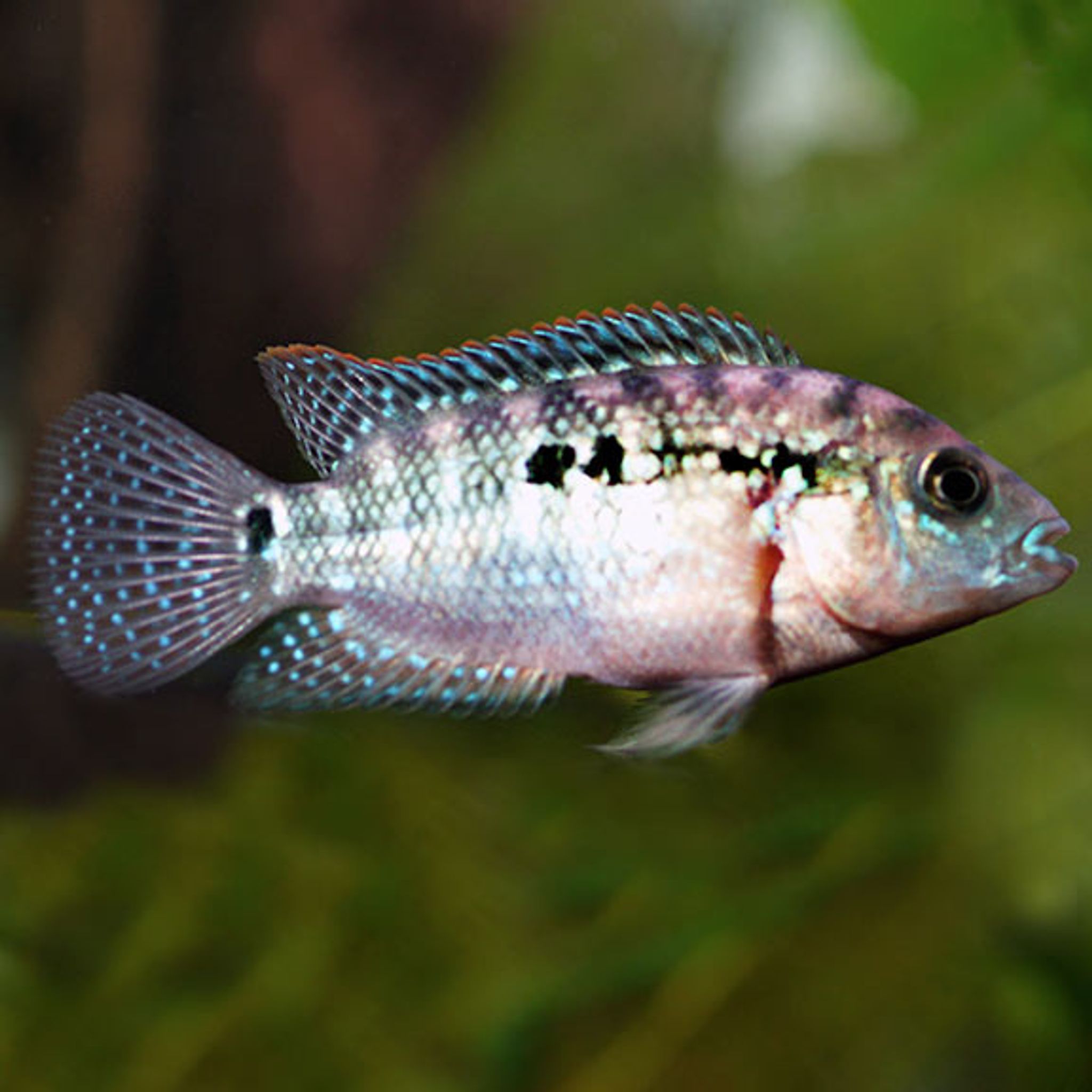 Jack Dempsey (Rocio octofasciatum)