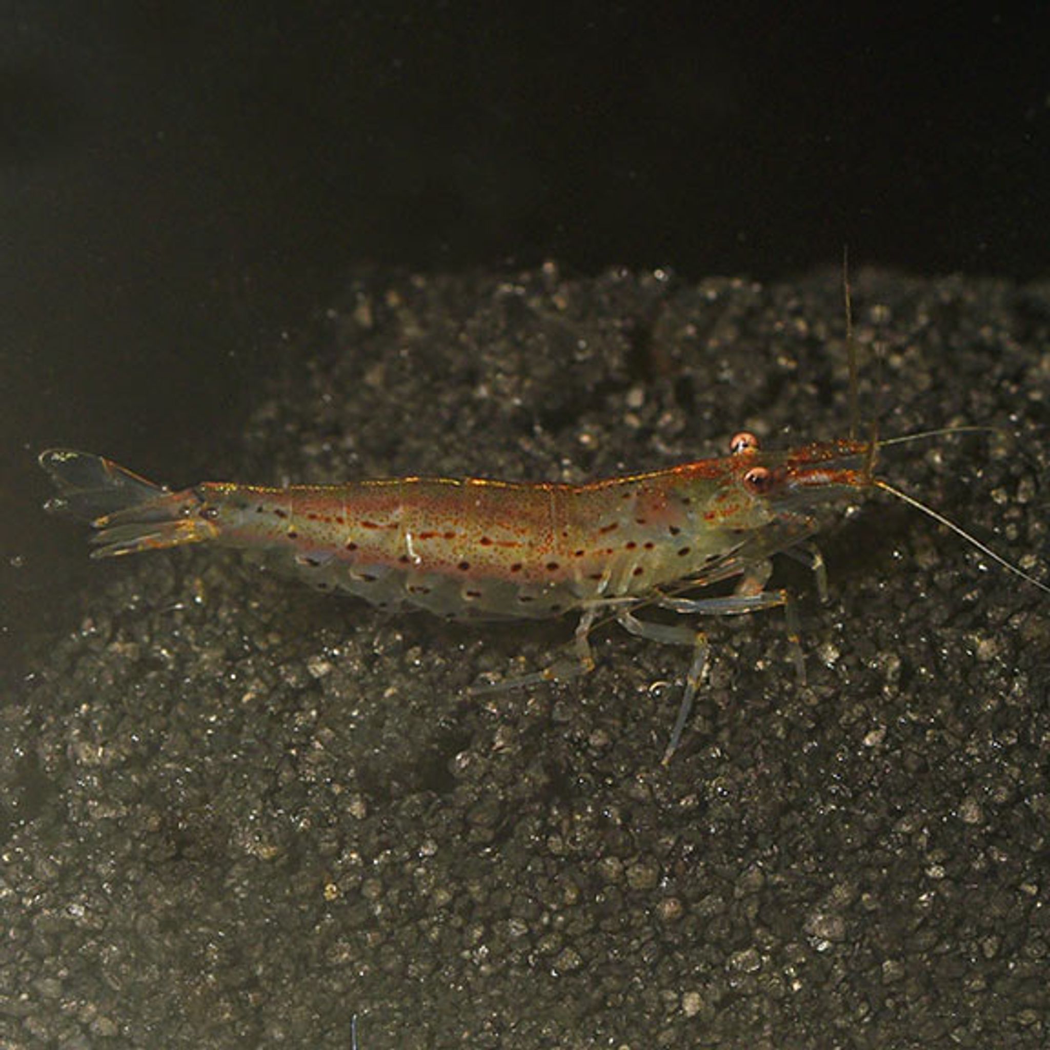 Amano Shrimp Care Guide: Setup, Feeding, Water Parameters and Breeding