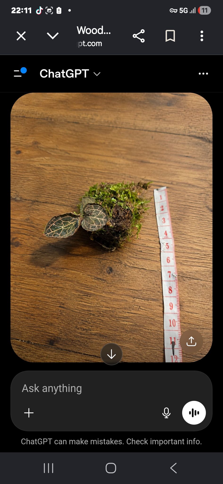jewel orchid terrarium