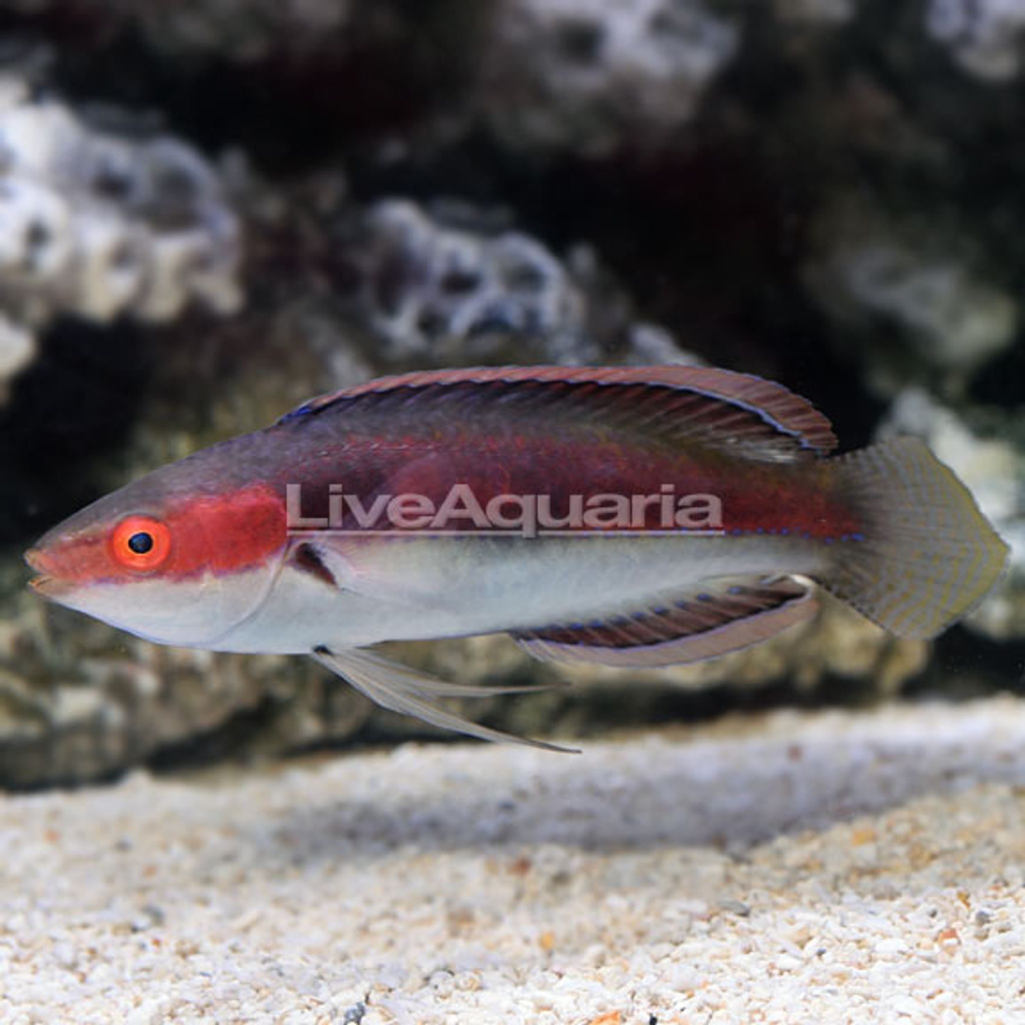 Katherine's Fairy Wrasse (Cirrhilabrus katherinae)