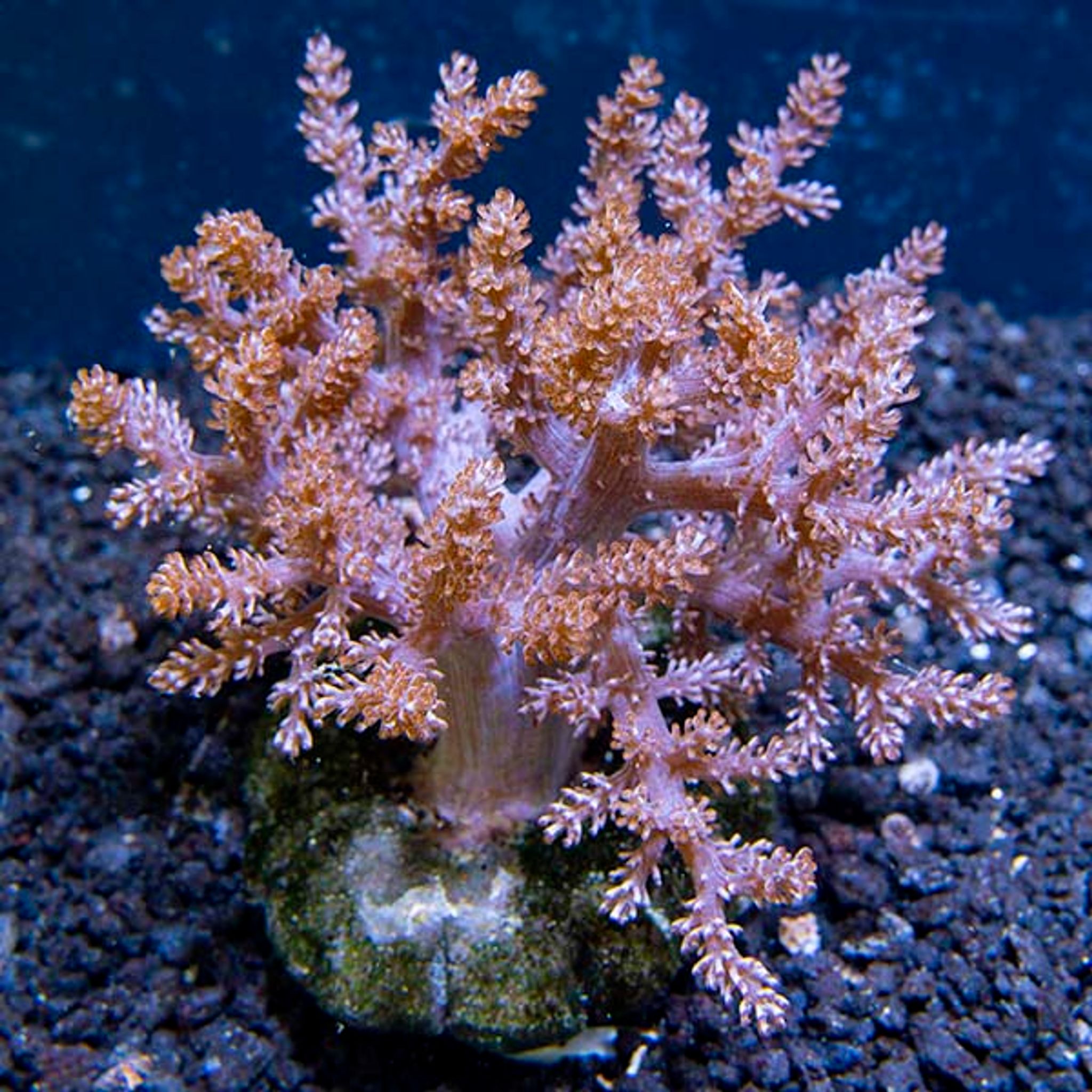 Best Placement for Kenya Tree Coral: PAR, Flow and Space Requirements