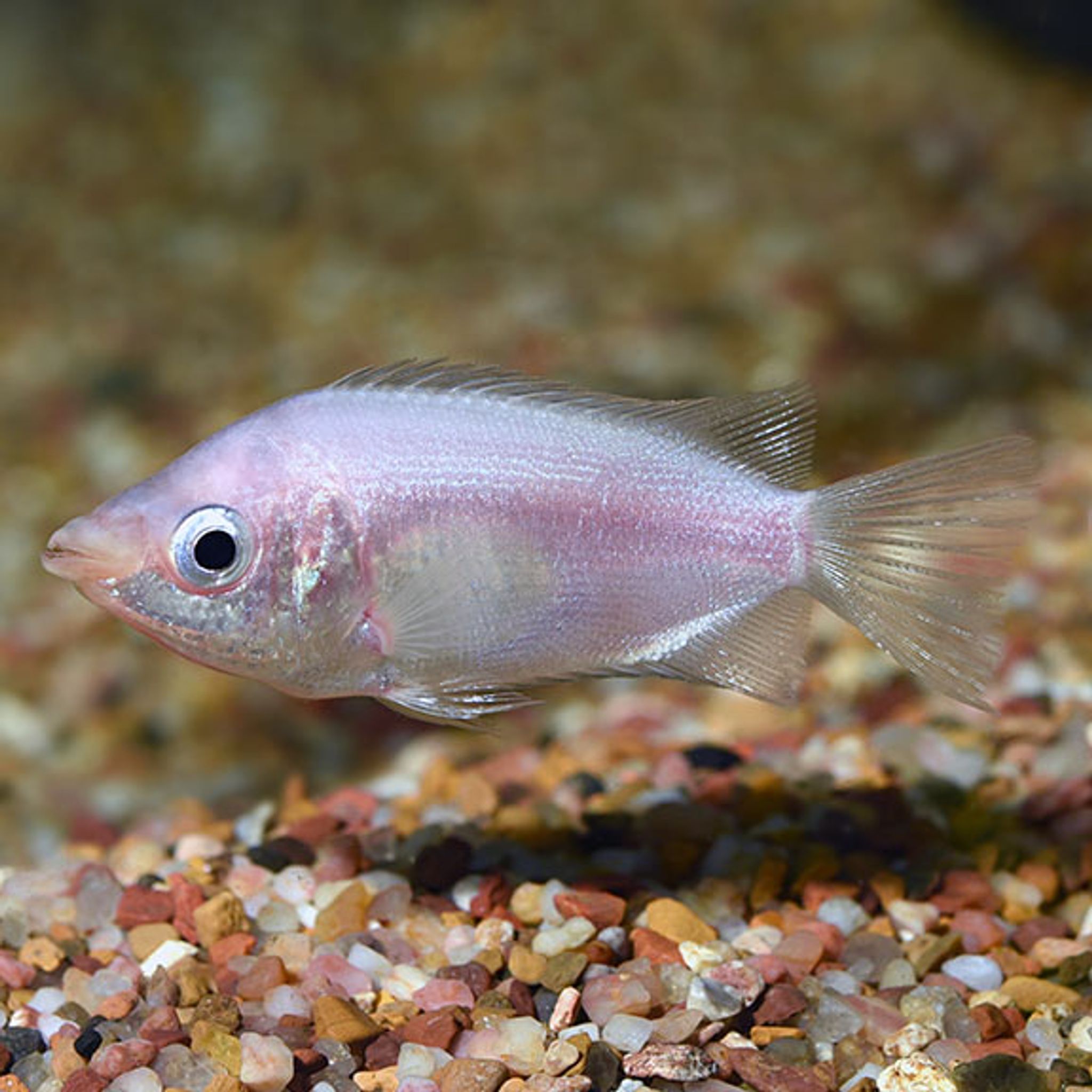 Kissing Gourami