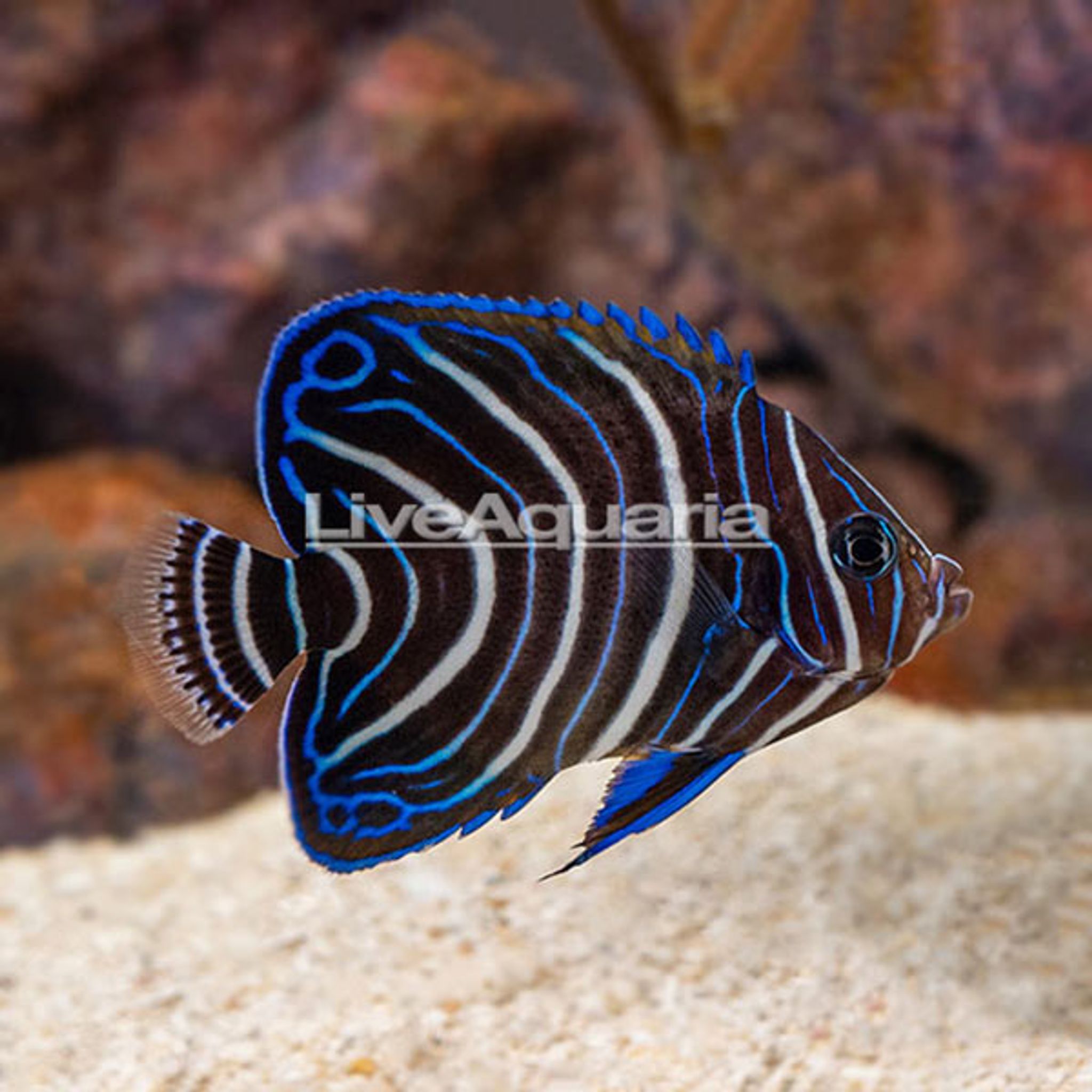 Koran Angelfish