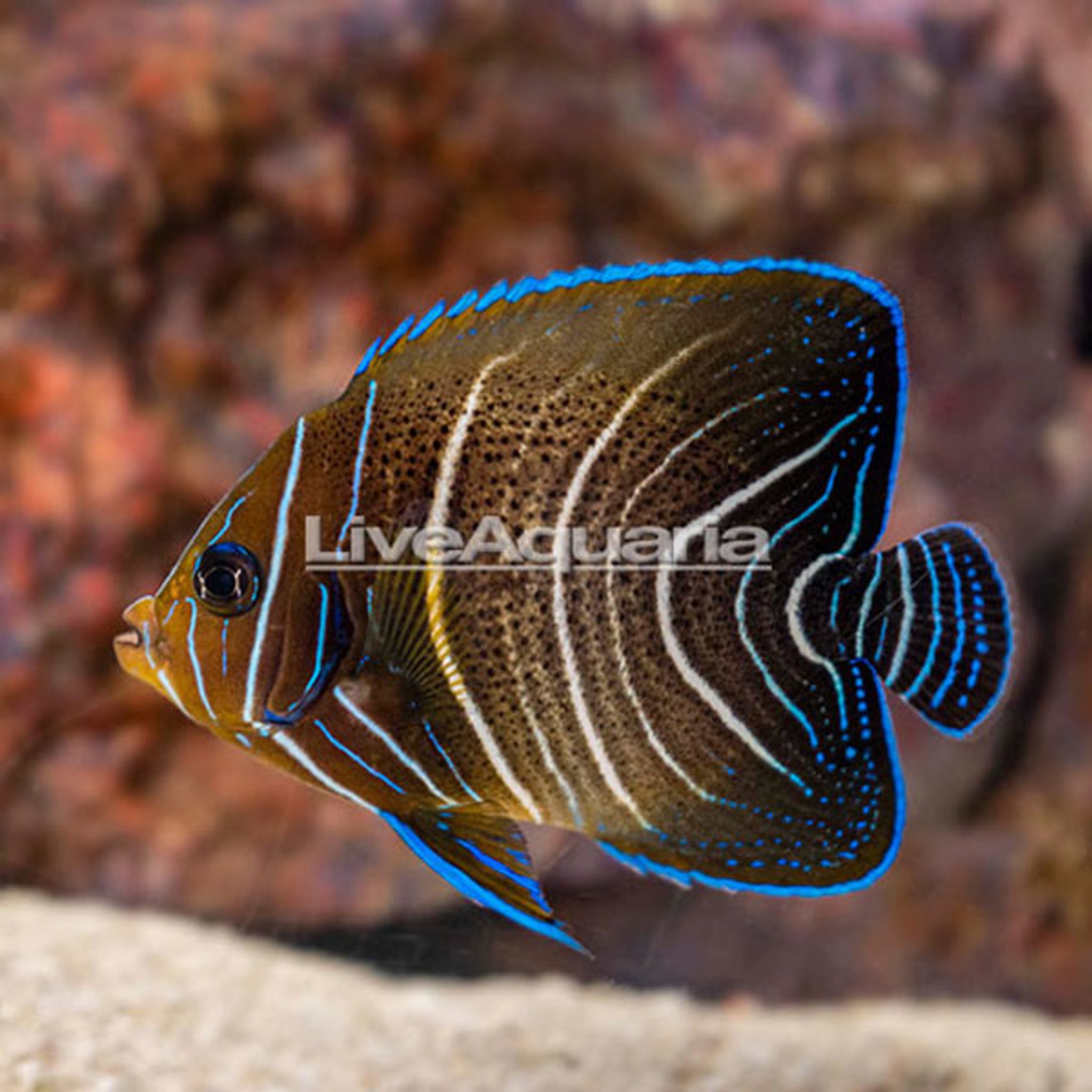 Koran Angelfish