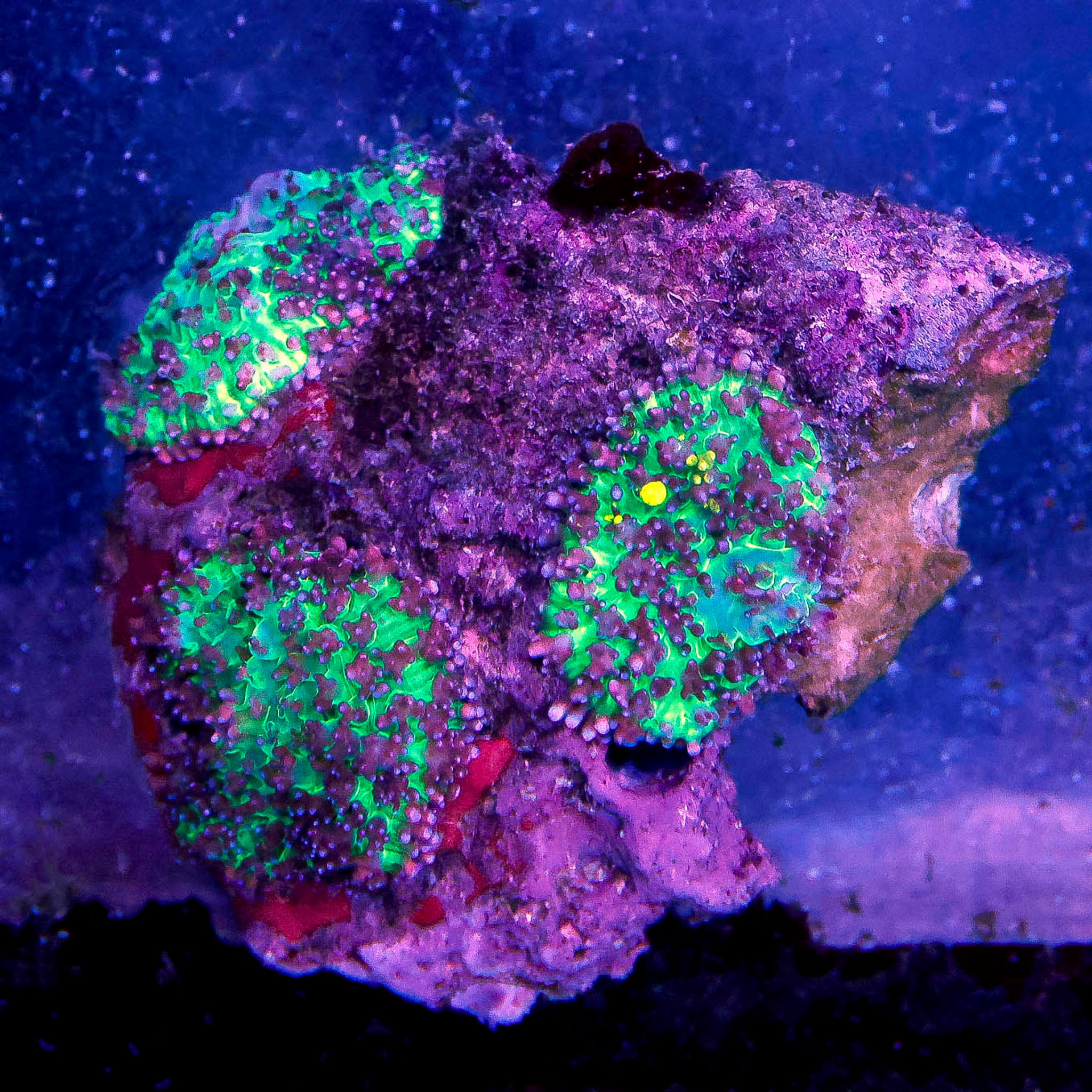 Lavender Mushroom Coral 2.75" WYSIWYG