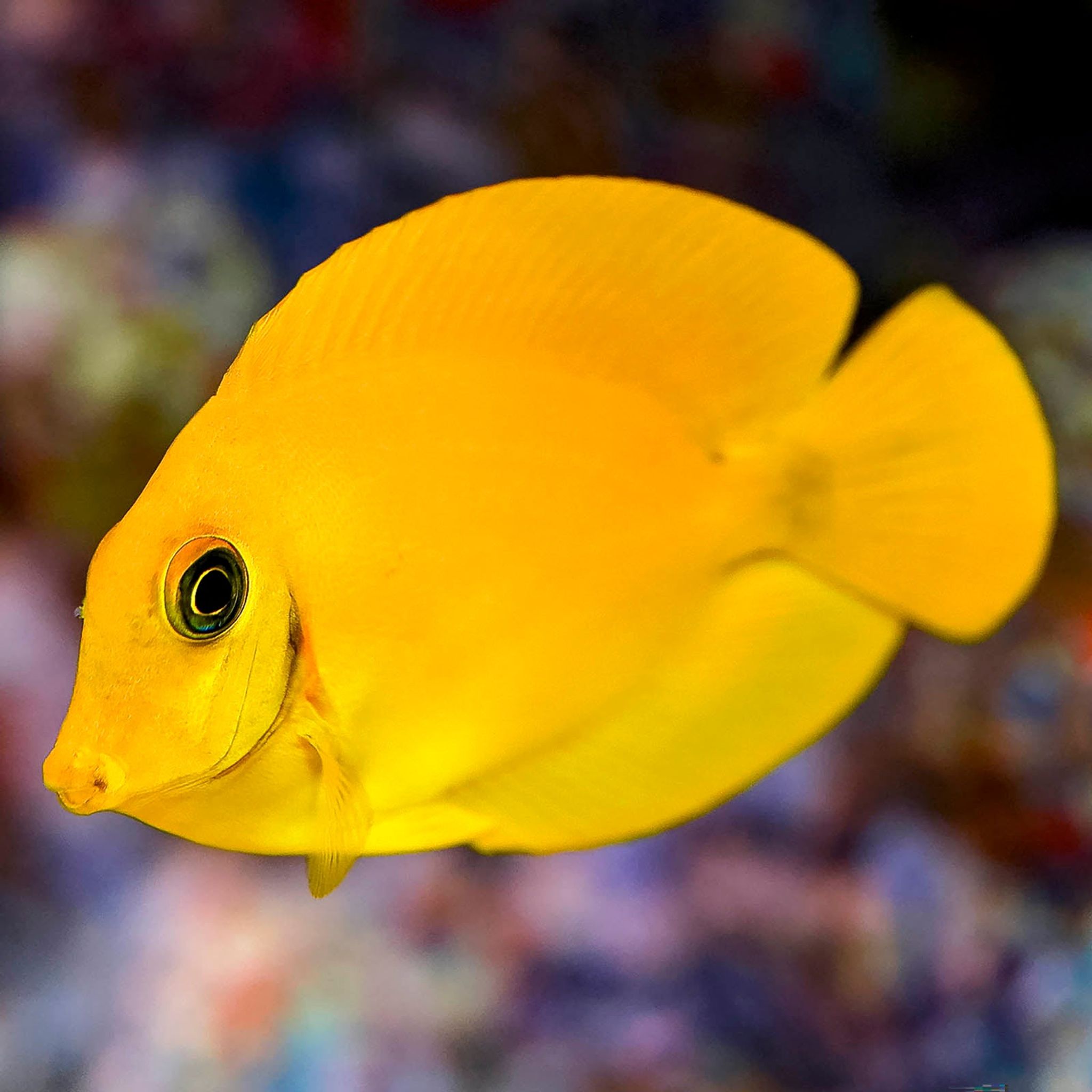 Lemon Tang