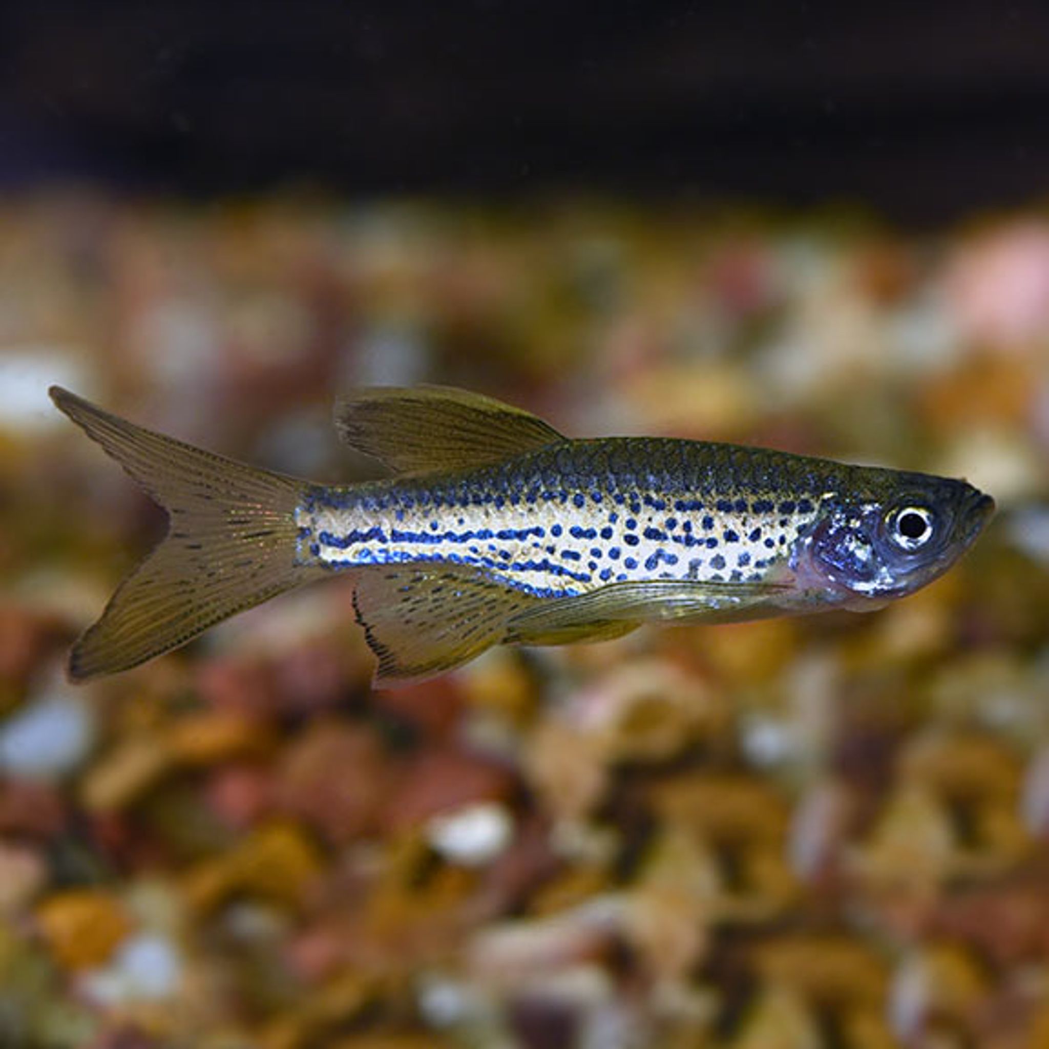 Leopard Longfin Danio (Danio frankei)