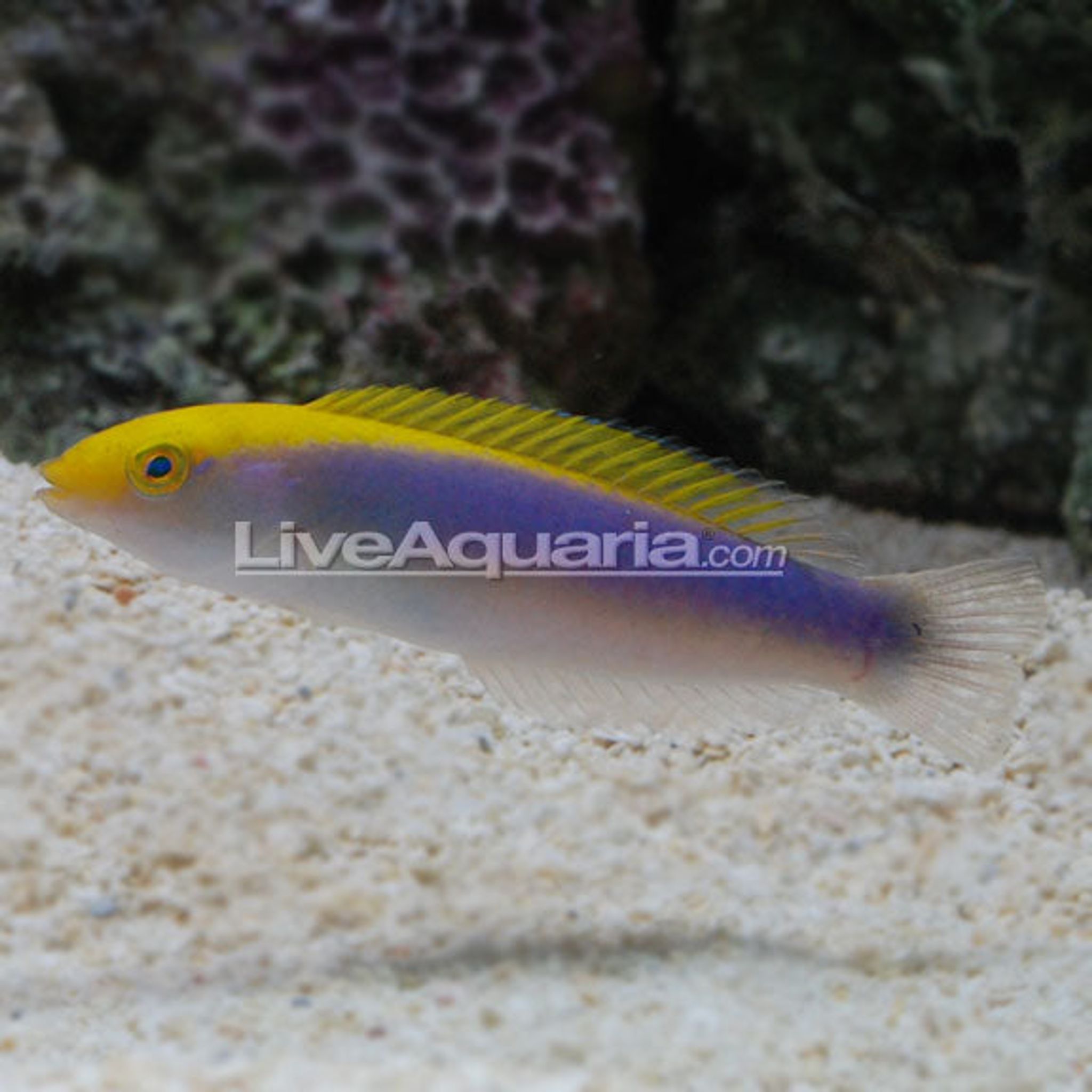 Lightning Wrasse (Halichoeres cyanocephalus)