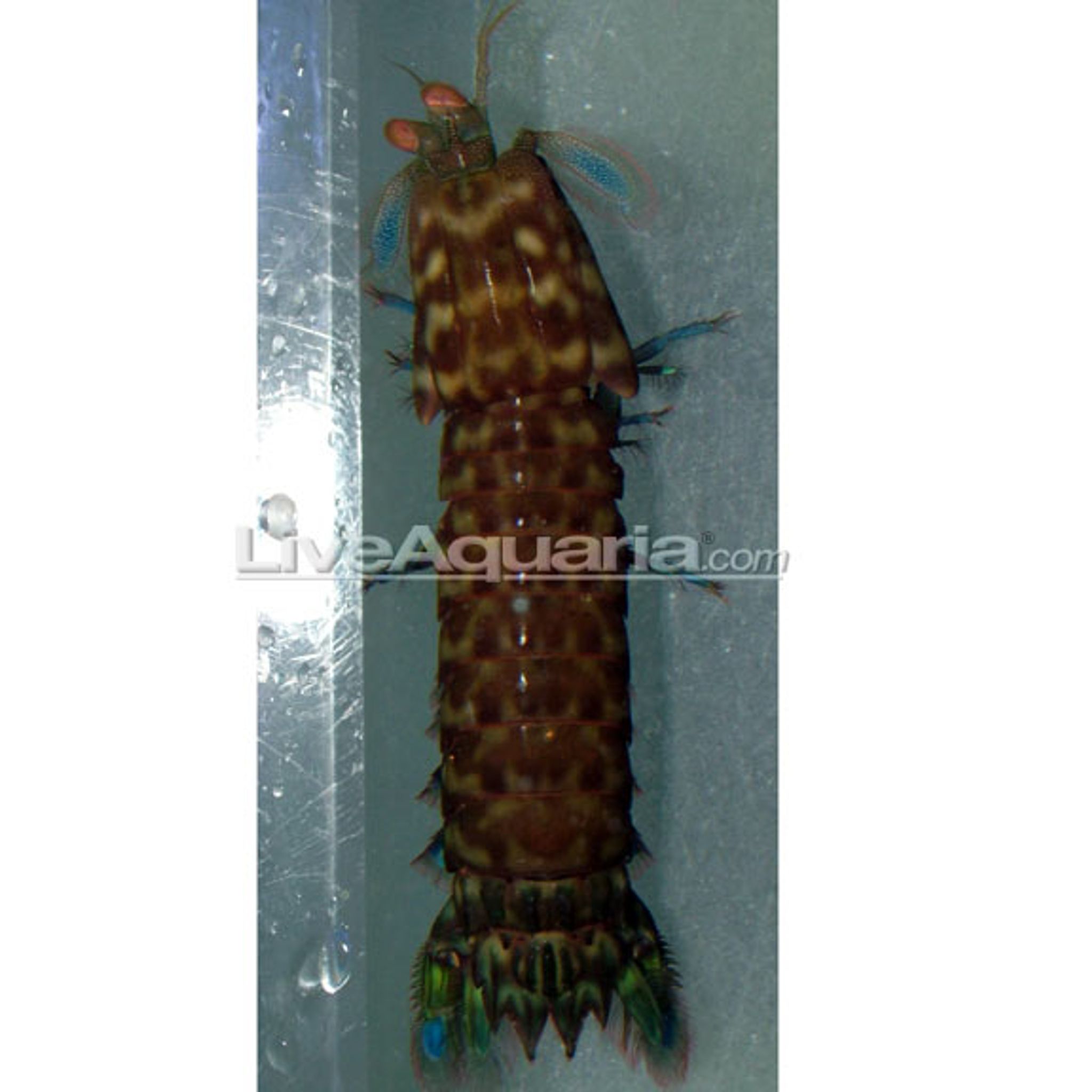 Vampire Shrimp Care Guide: Setup, Feeding, Water Parameters and Breeding
