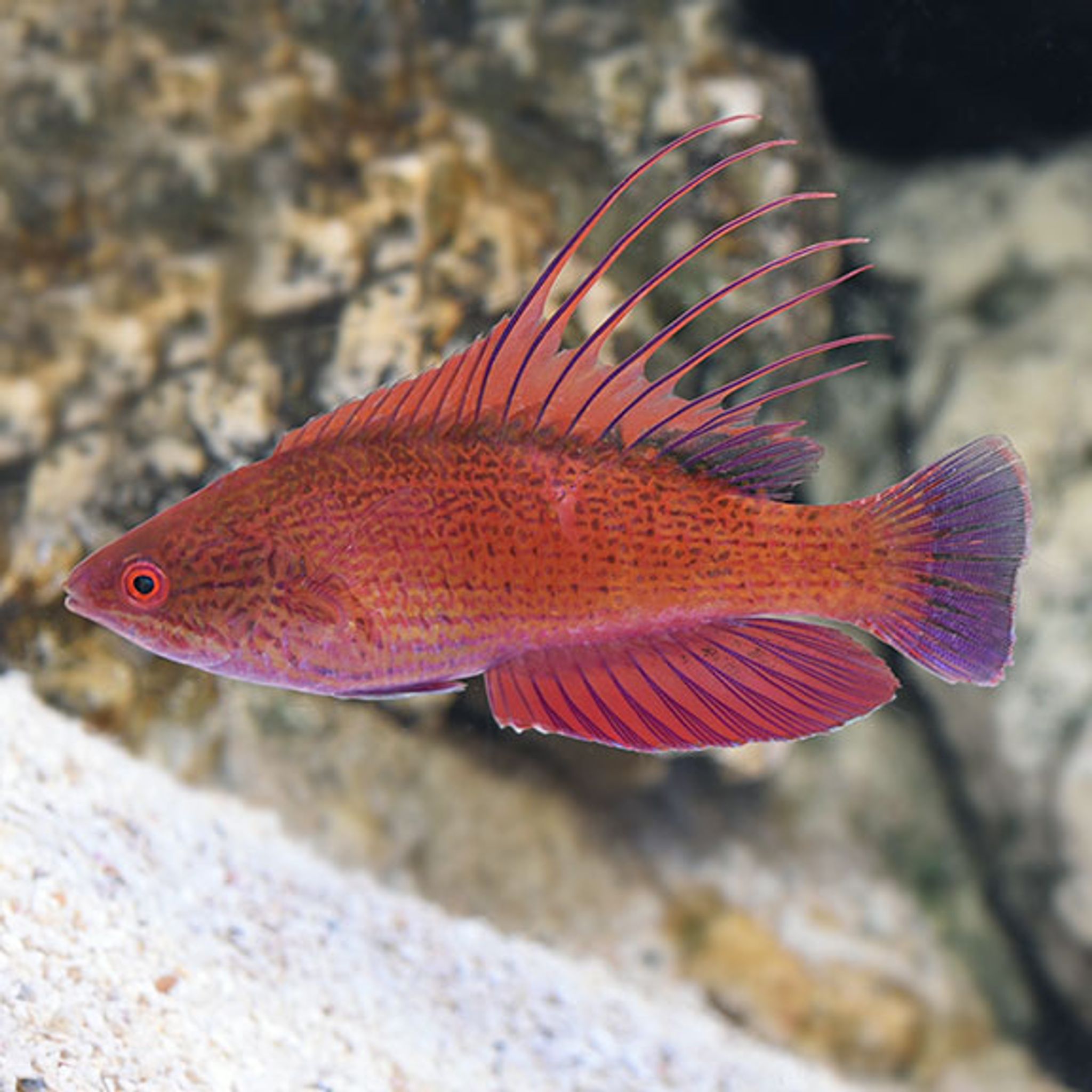Linespot Flasher Wrasse (Paracheilinus lineopunctatus)