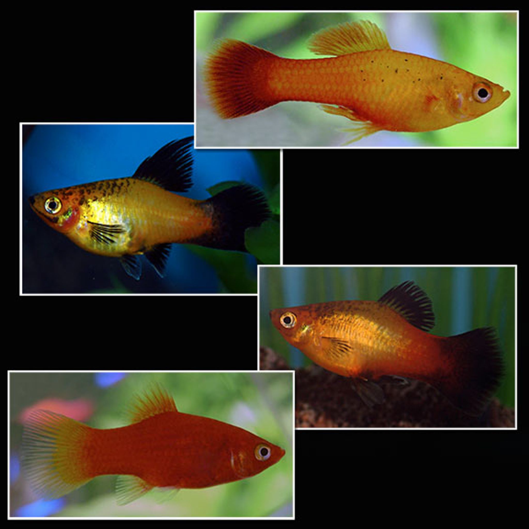 LiveAquaria® Assorted Platy and Decor Bundle