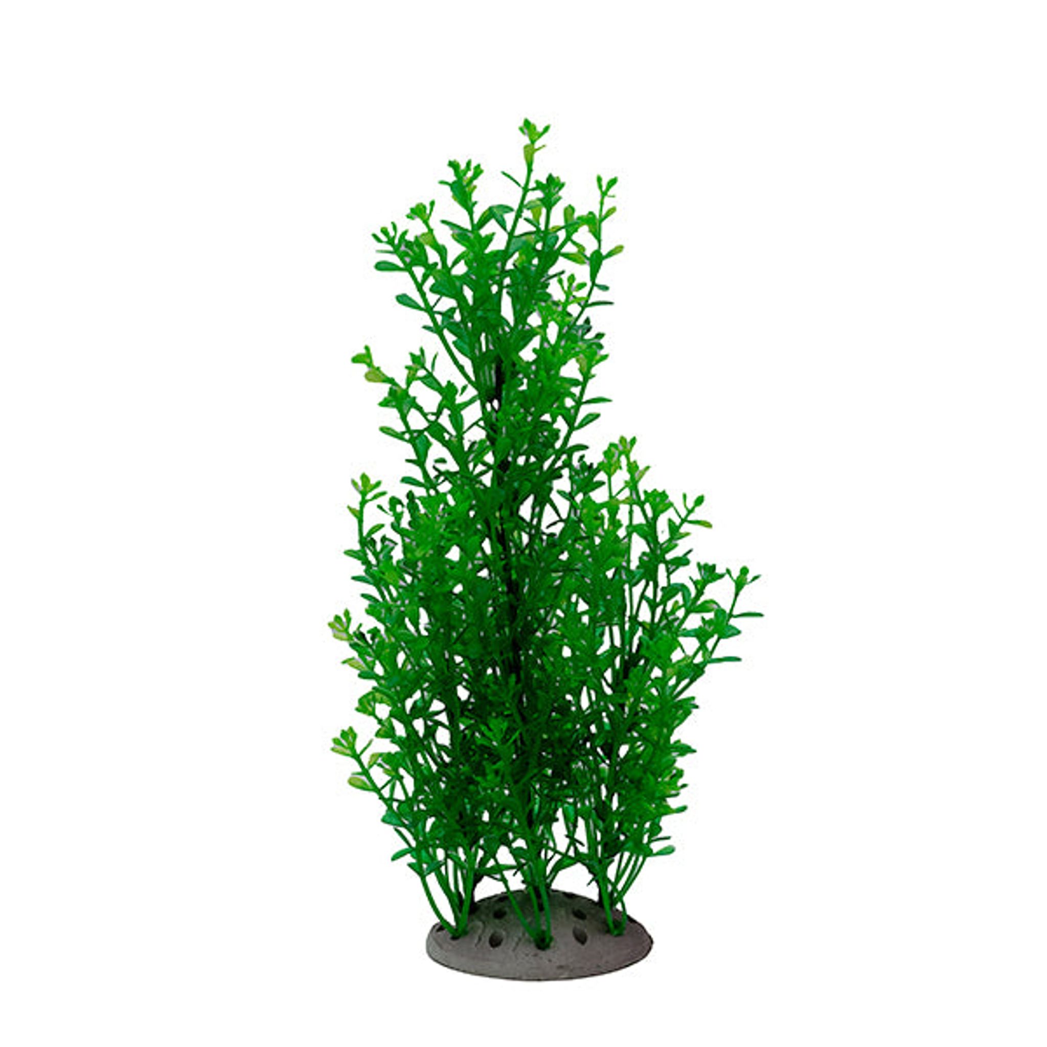 LiveAquaria® Assorted Platy and Decor Bundle