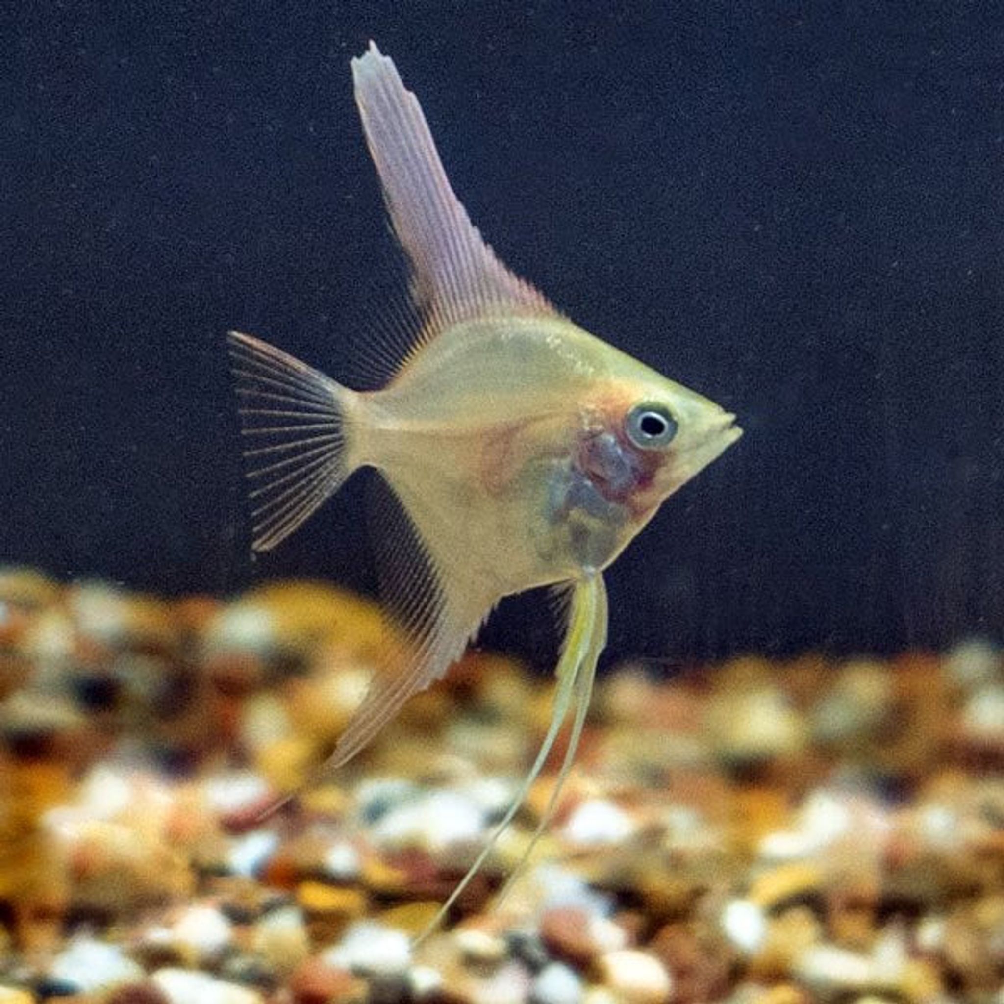 LiveAquaria® Captive-Bred Gold Angelfish