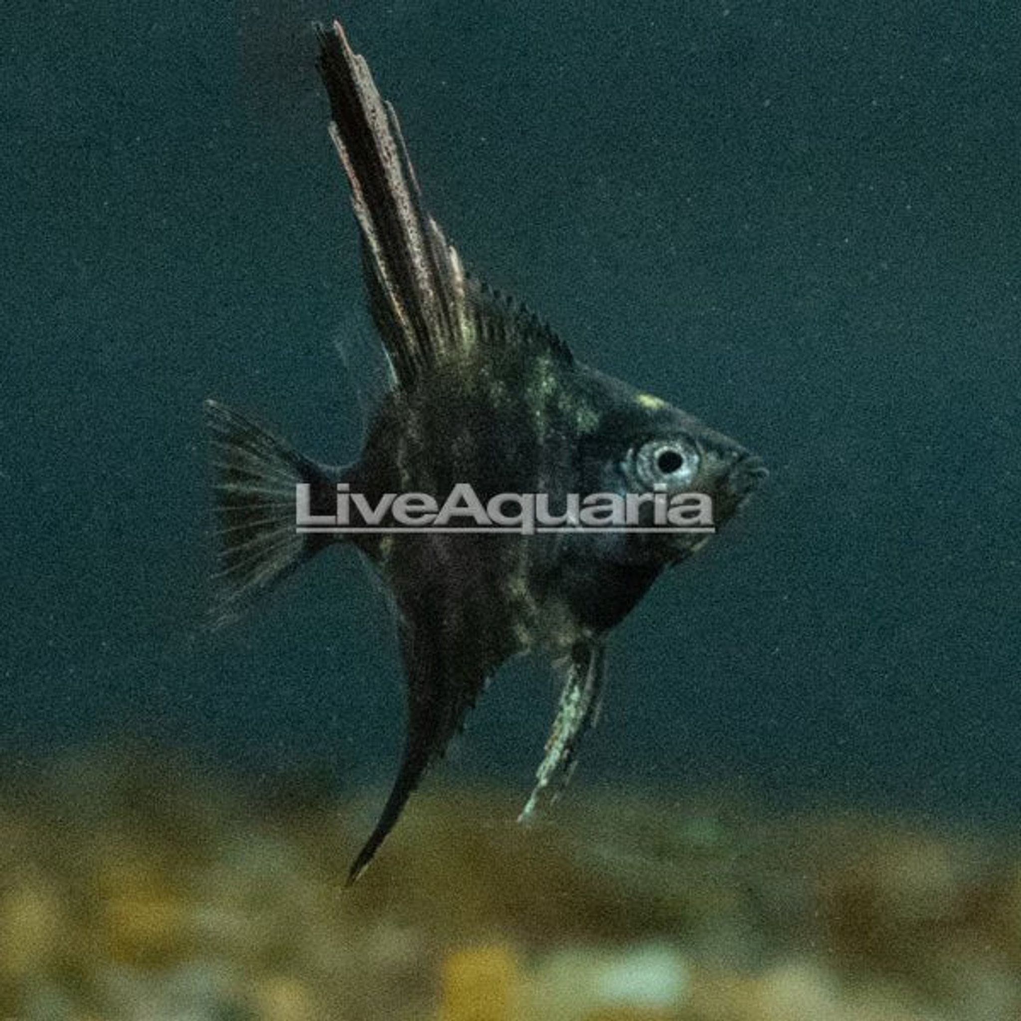 LiveAquaria® Captive-Bred Marble Angelfish