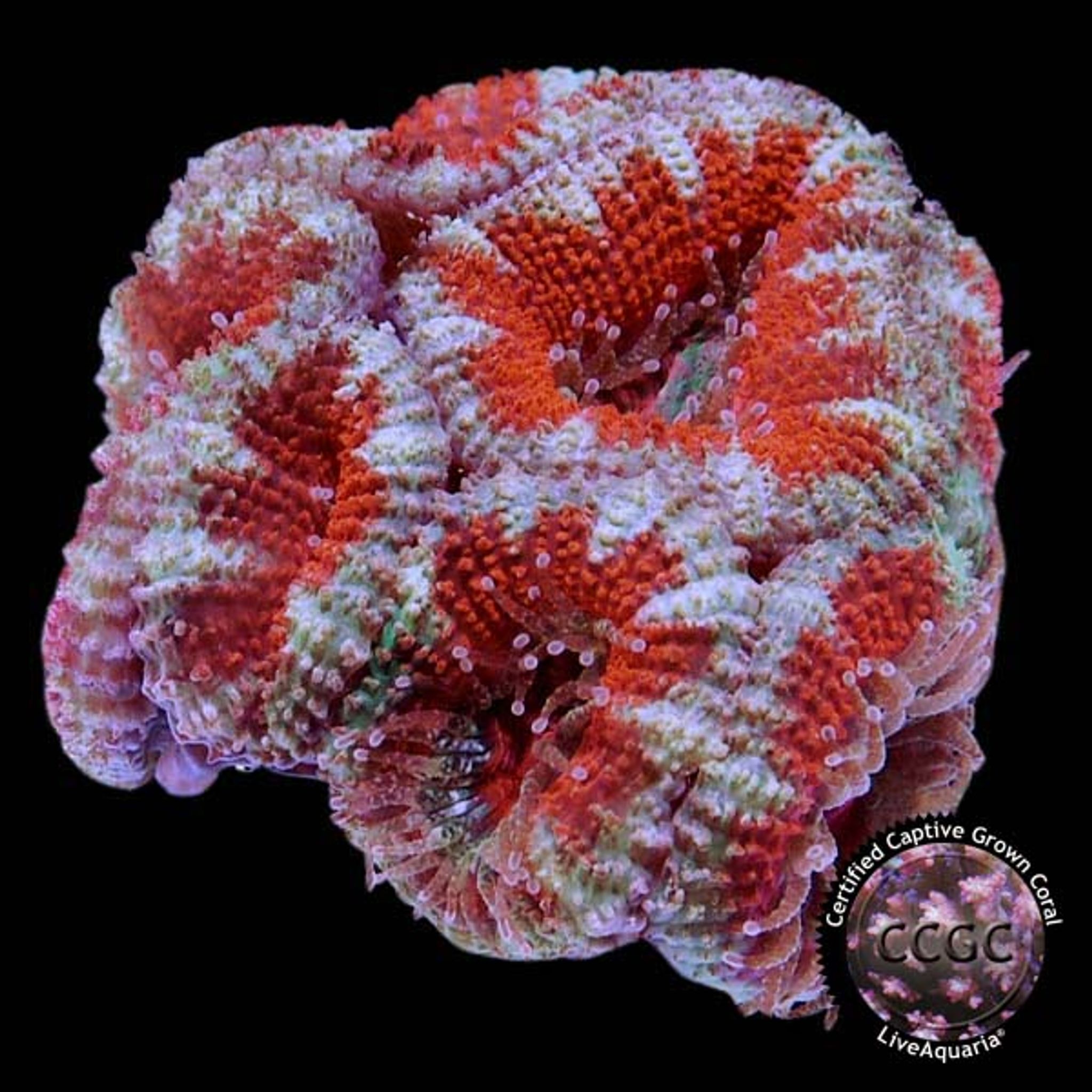 LiveAquaria® CCGC Aquacultured Aussie Lord Frag 3 Pack
