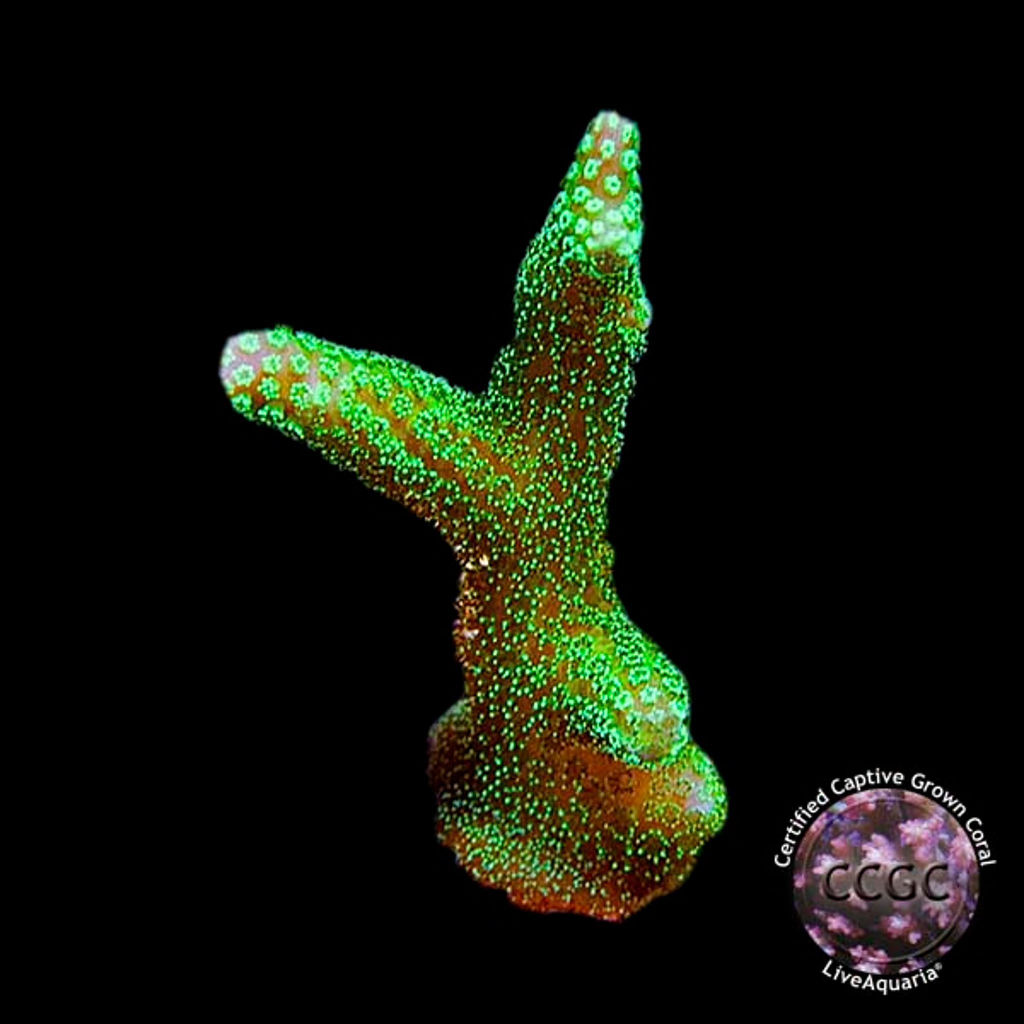 Best Placement for Birdsnest Coral: PAR, Flow and Space Requirements