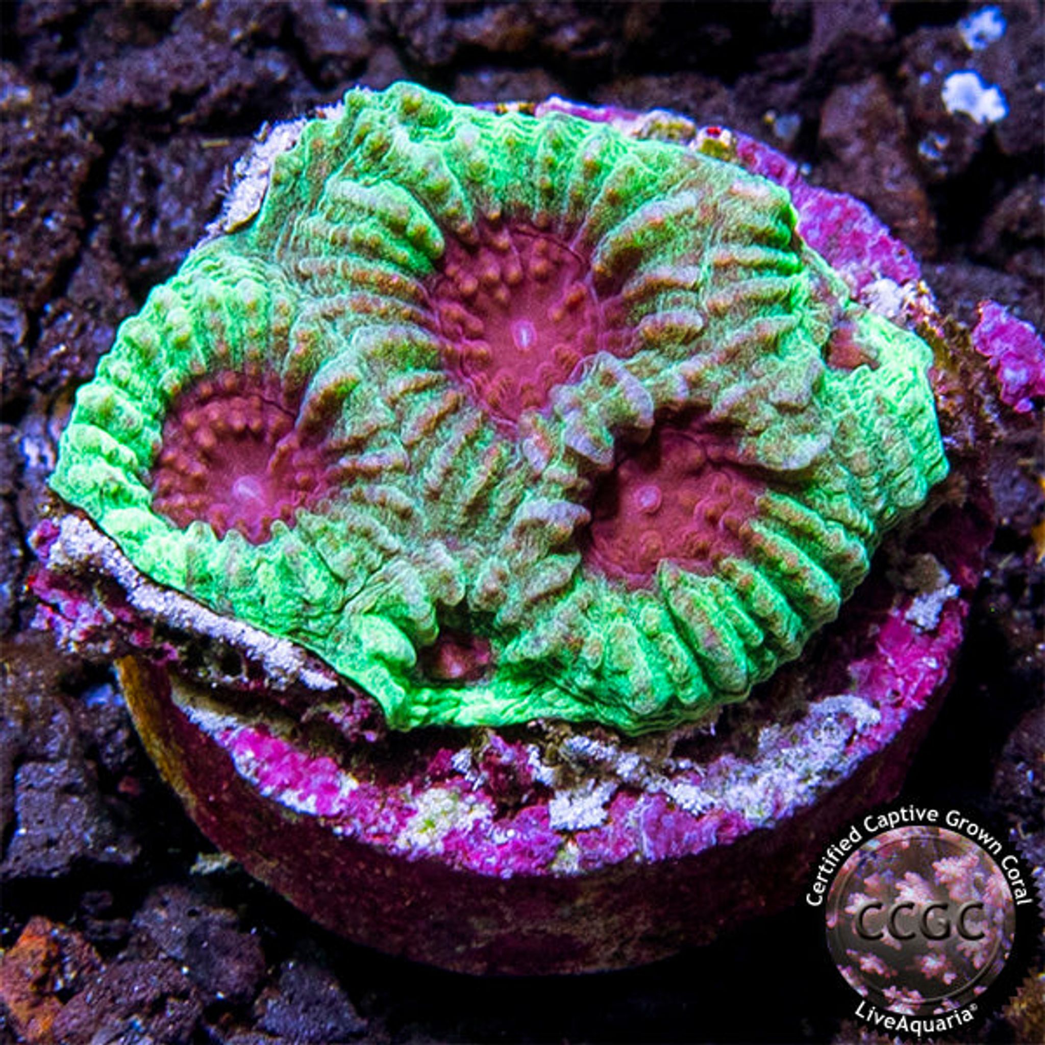 Favia Coral Care Guide: Lighting, Flow, Feeding and Placement