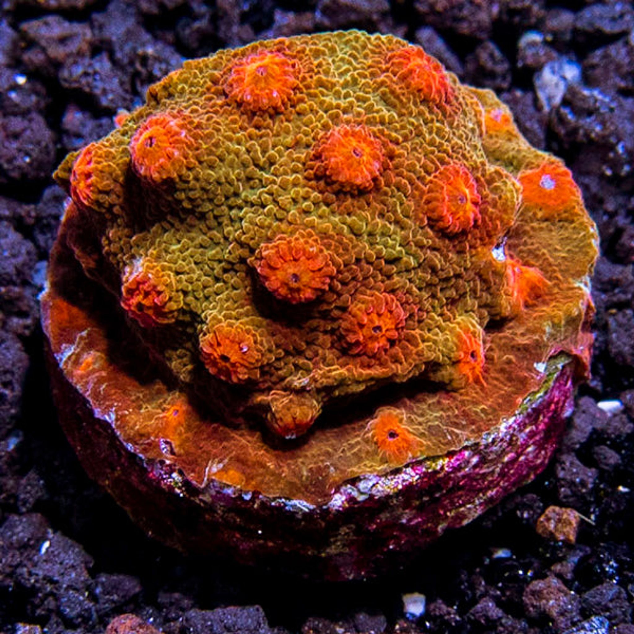 LiveAquaria® CCGC Aquacultured Red and Orange Cyphastrea Coral