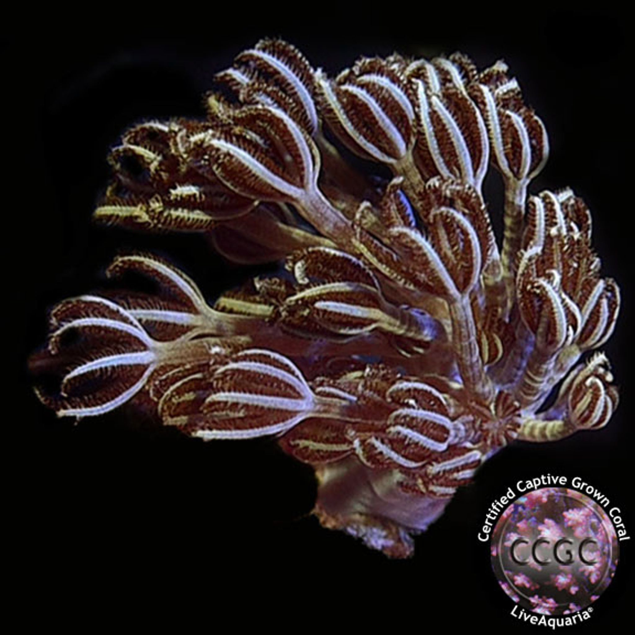 Common Xenia Problems: Tissue Loss, Fading, Pests and Recovery