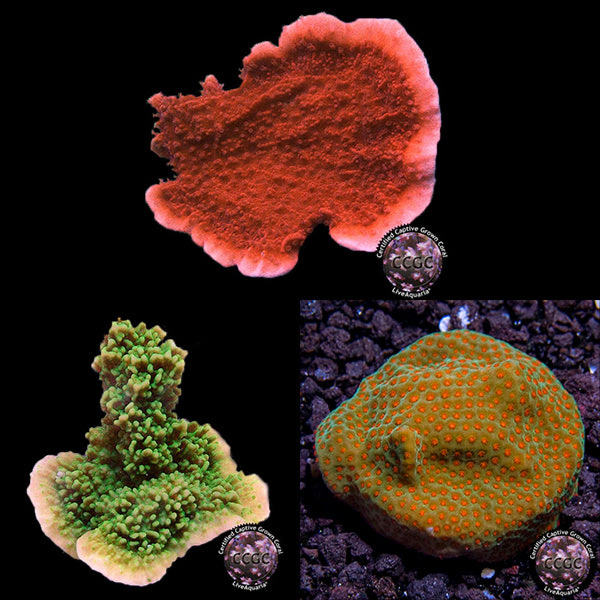 Montipora Care Guide: Lighting, Flow, Feeding and Placement