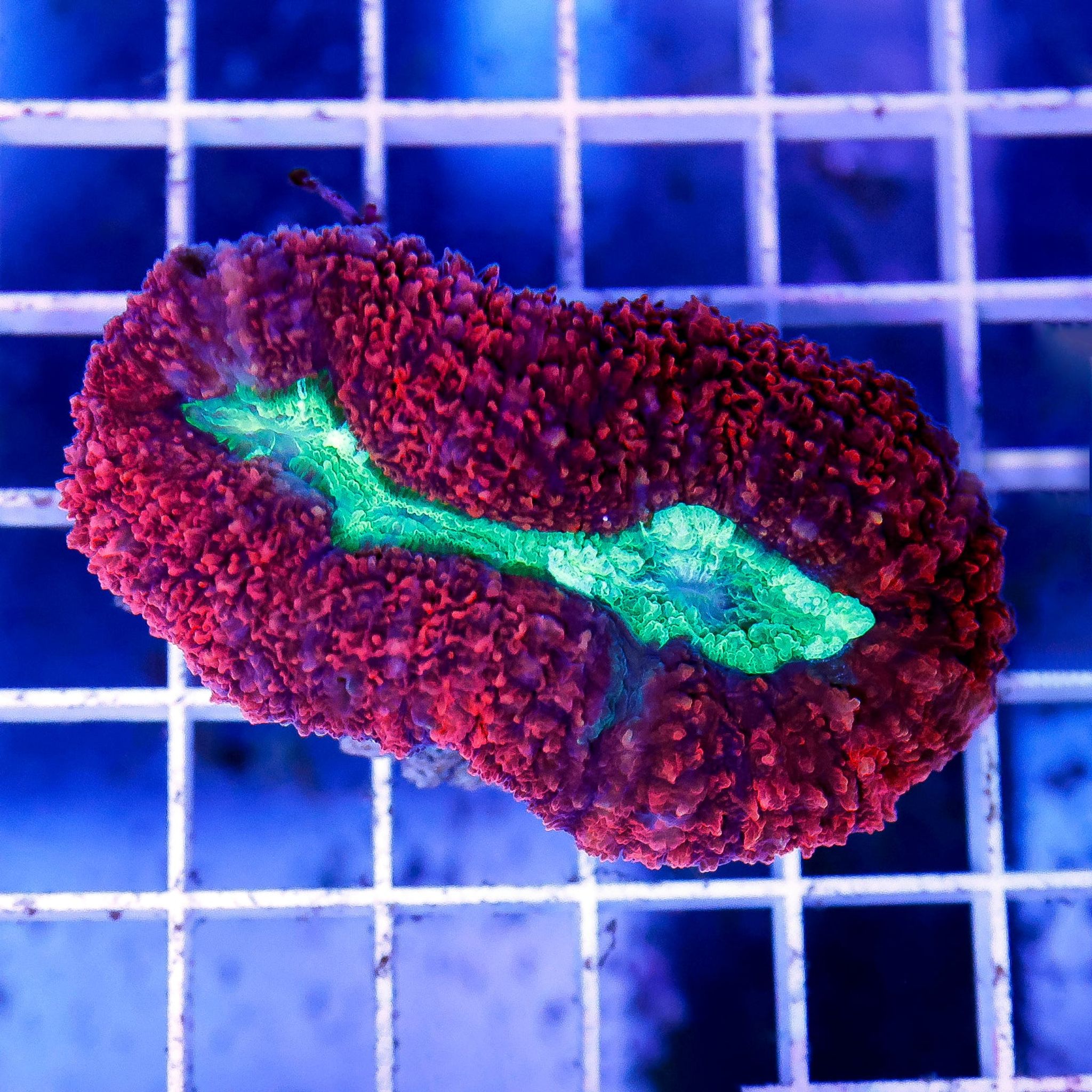 Lobophyllia Coral 2.5" WYSIWYG
