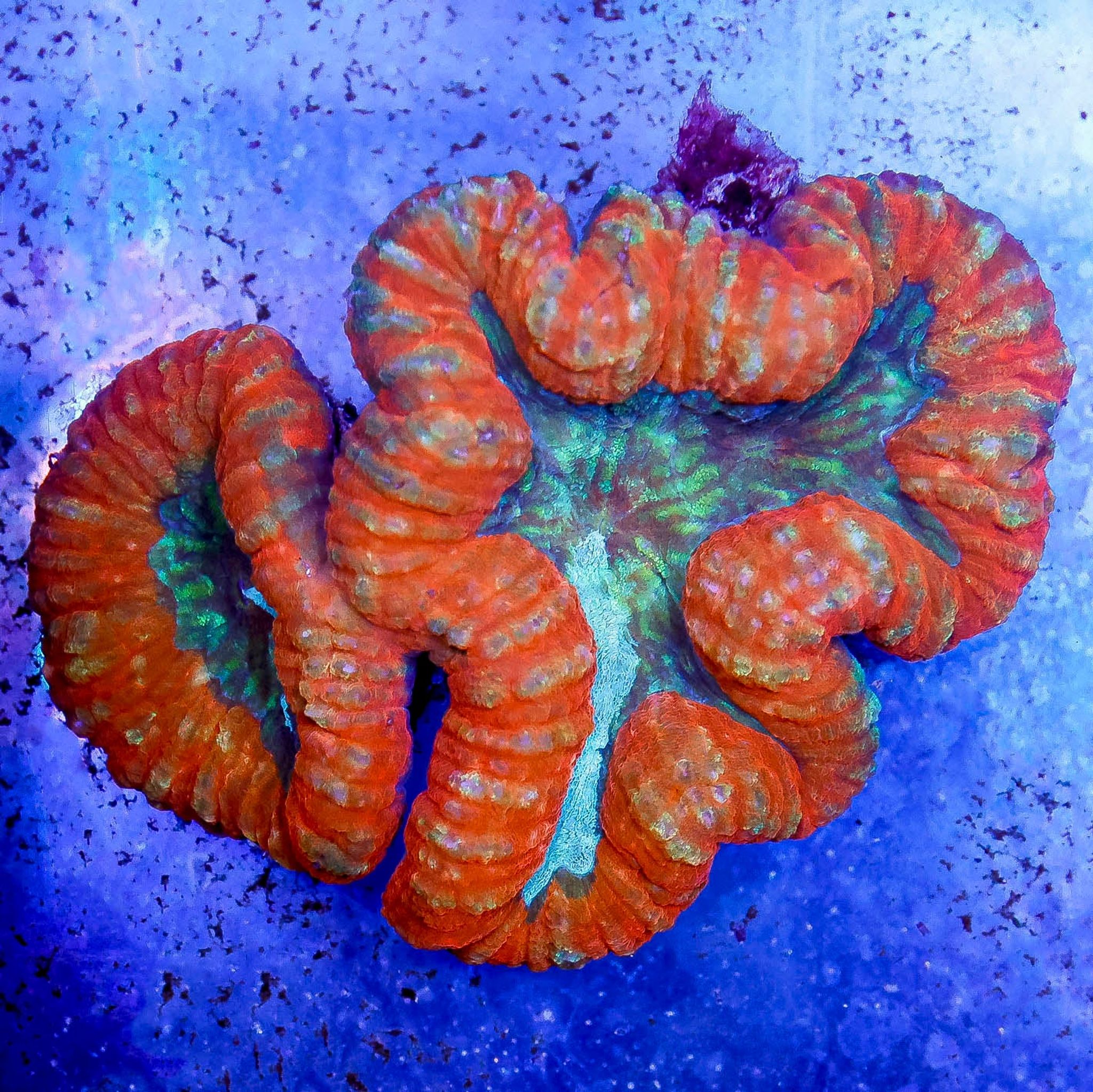 Lobophyllia Coral 3" WYSIWYG