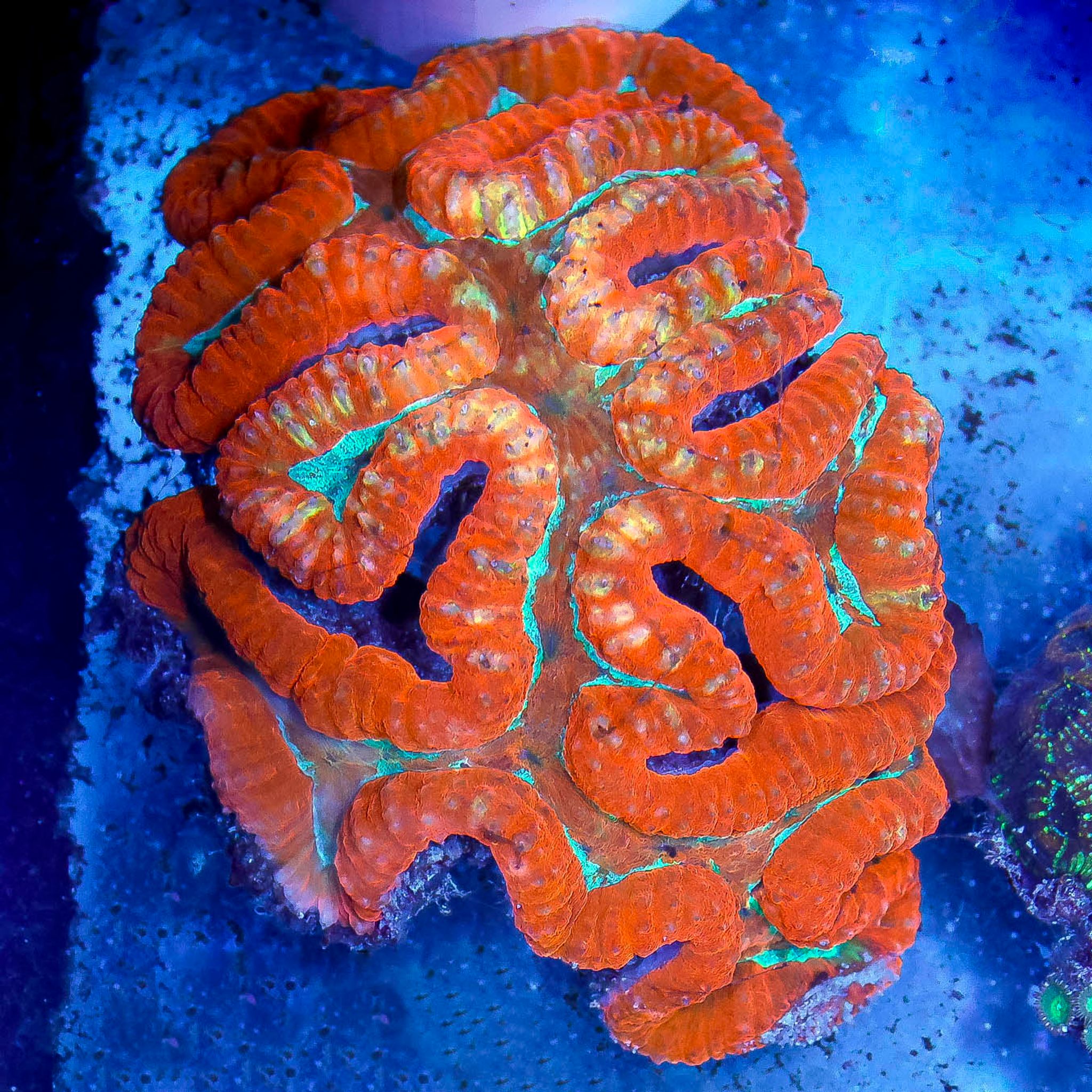 Lobophyllia Care Guide: Lighting, Flow, Feeding and Placement