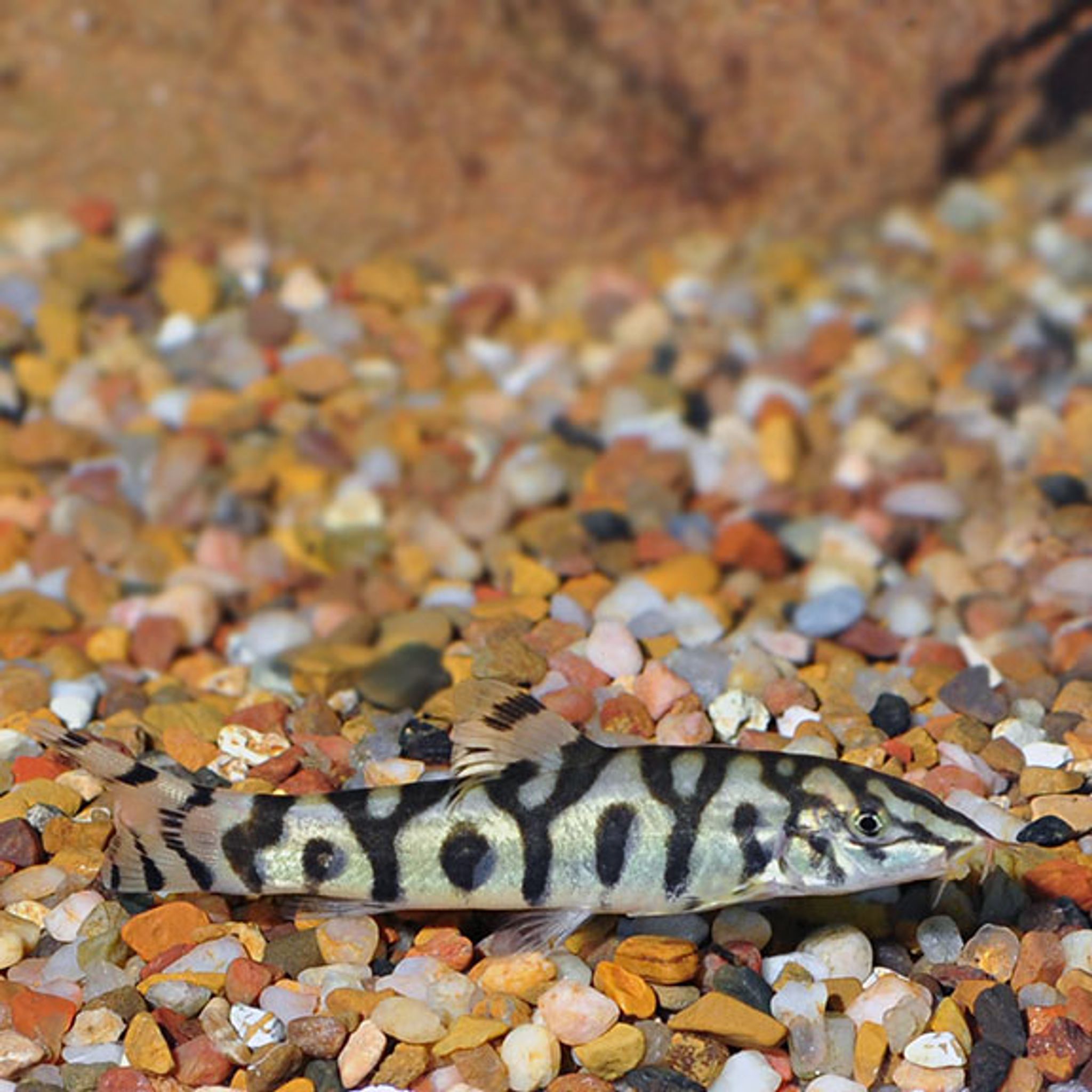 Lohachata Botia Loach