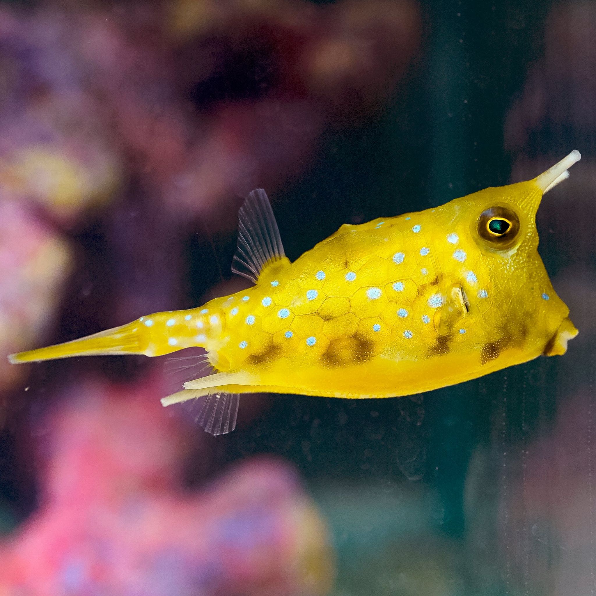 Longhorn Cowfish 4" WYSIWYG EXPERT ONLY (Lactoria cornuta)