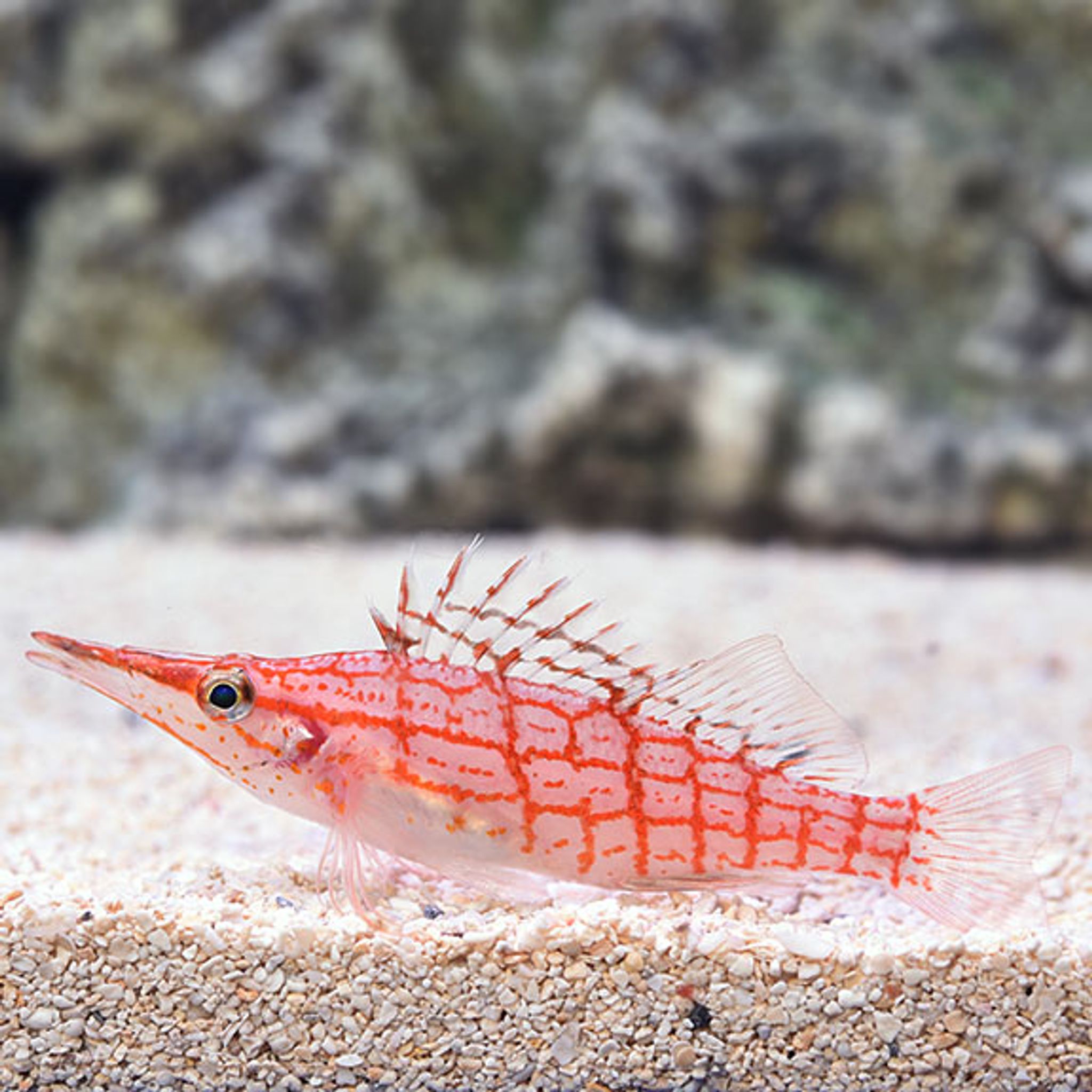 Is Longnose Hawkfish Reef Safe? Coral and Invertebrate Compatibility Explained