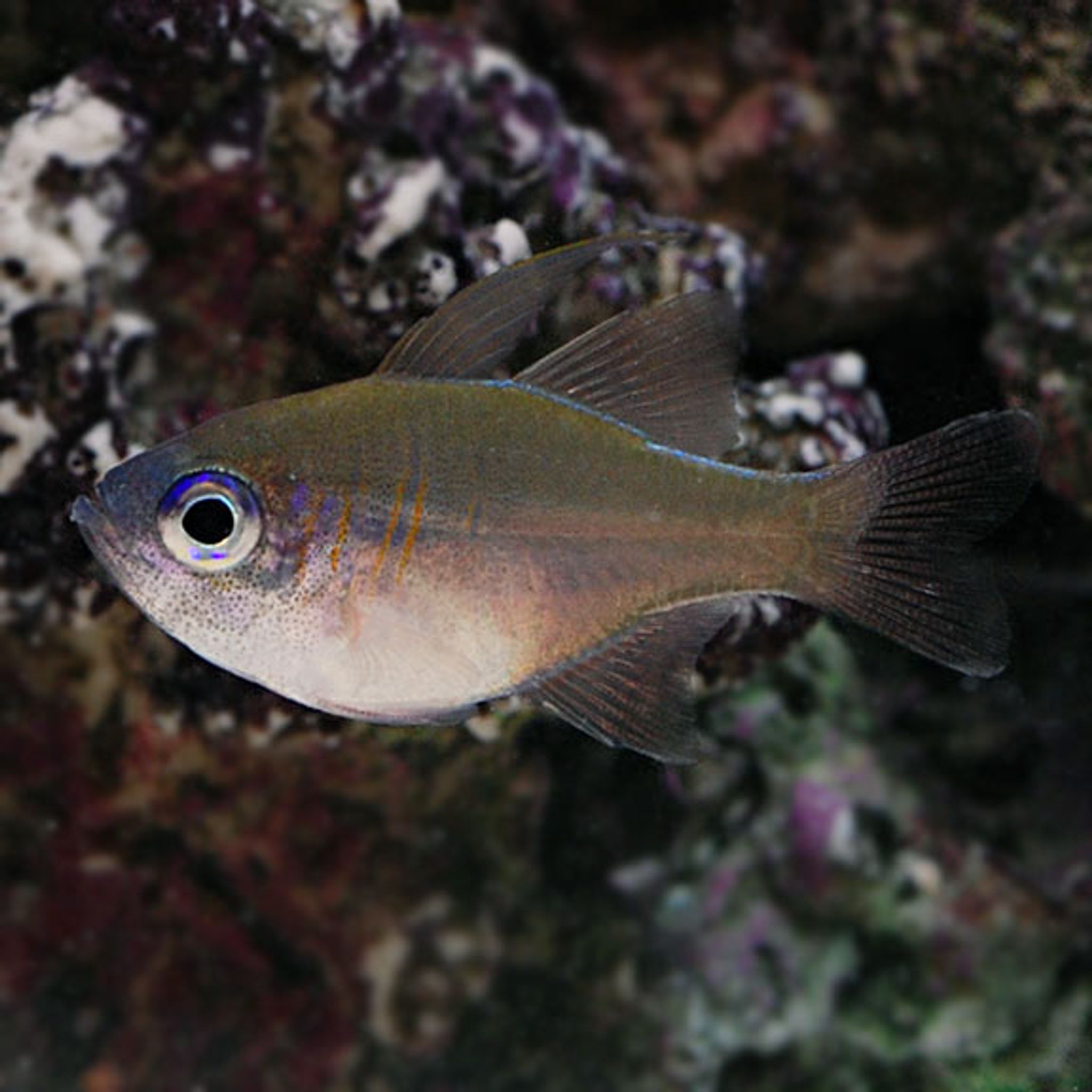 How to Feed Banggai Cardinalfish: Foods, Frequency and Common Feeding Problems