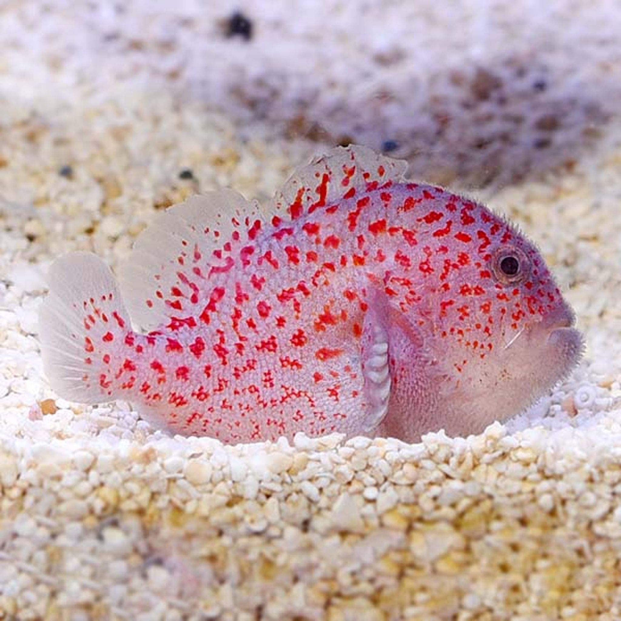 The Rise of Rare Aquarium Fish: What Hobbyists Are Searching For