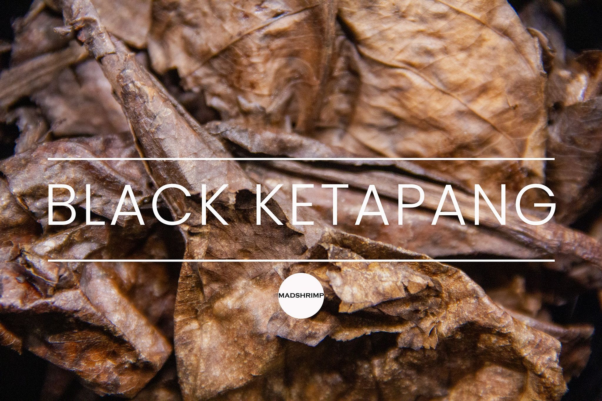 Black Ketapang
