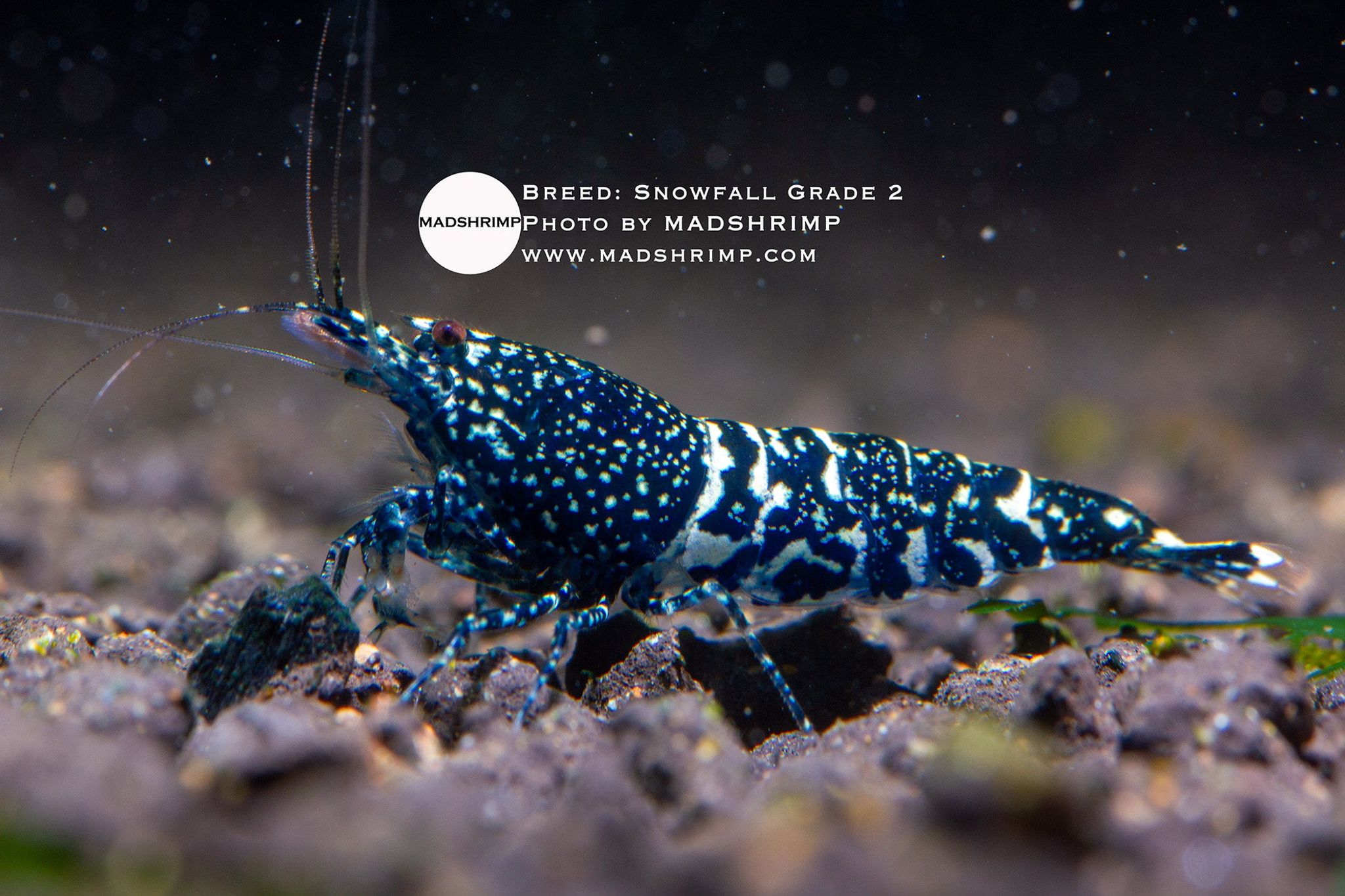 Black Snowfall Grade 2