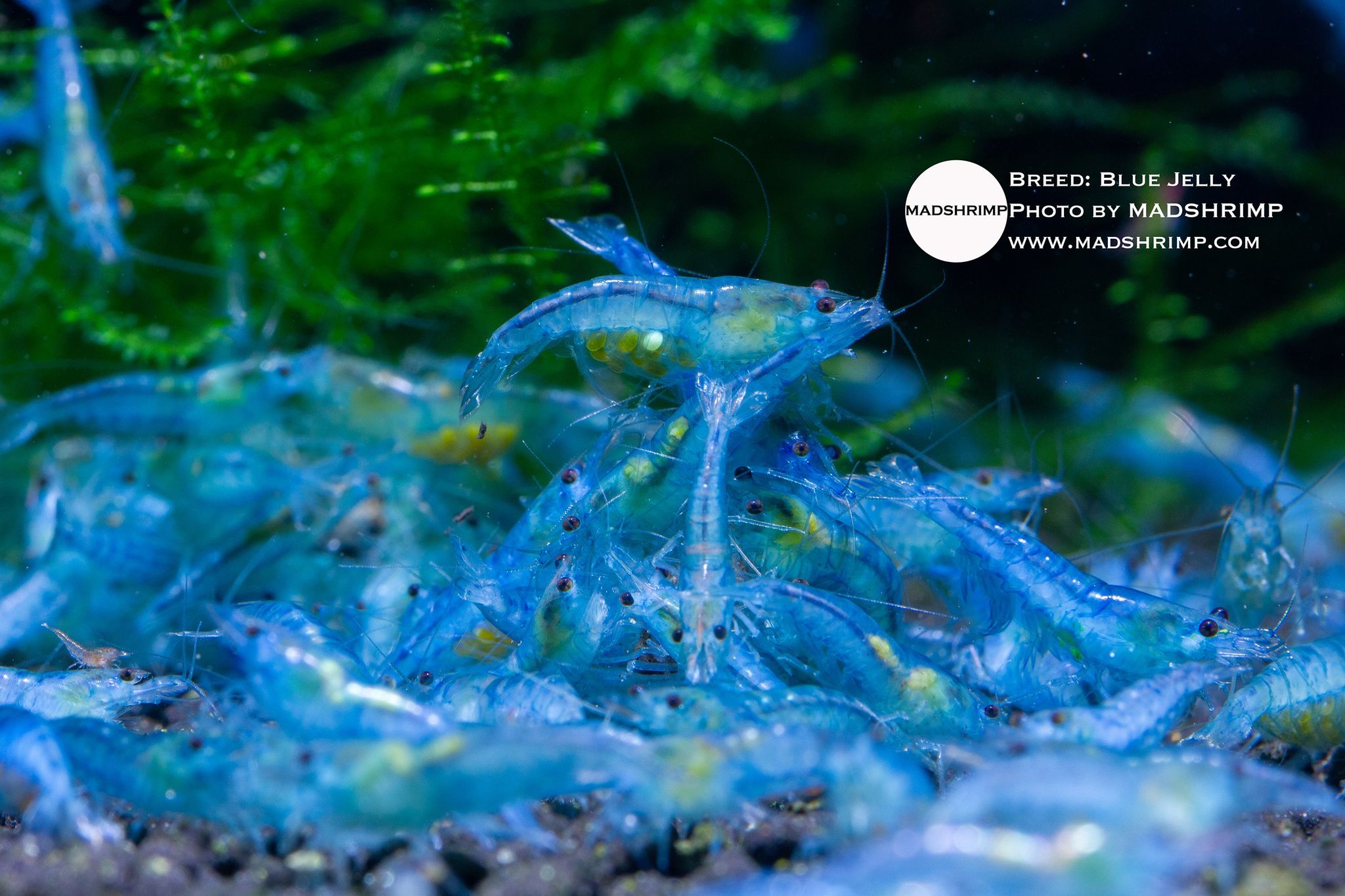 Blue Jelly