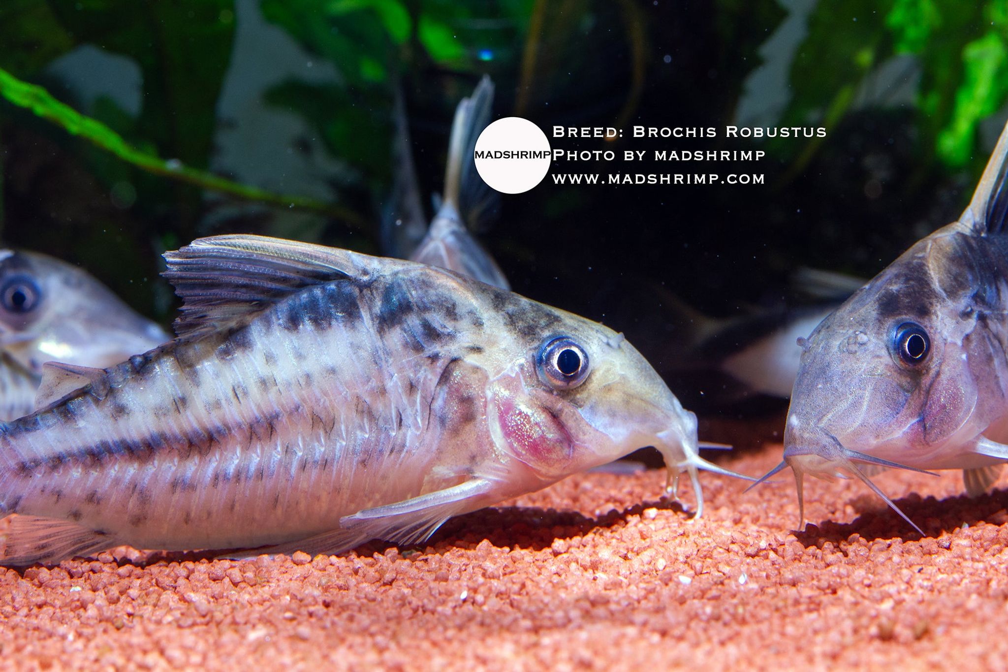Brochis Robustus