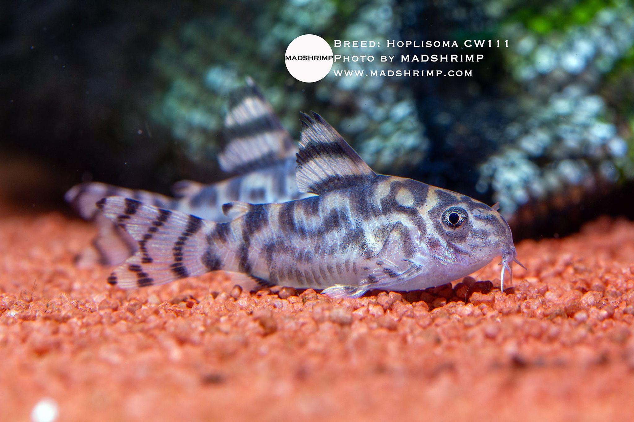 Hoplisoma CW111