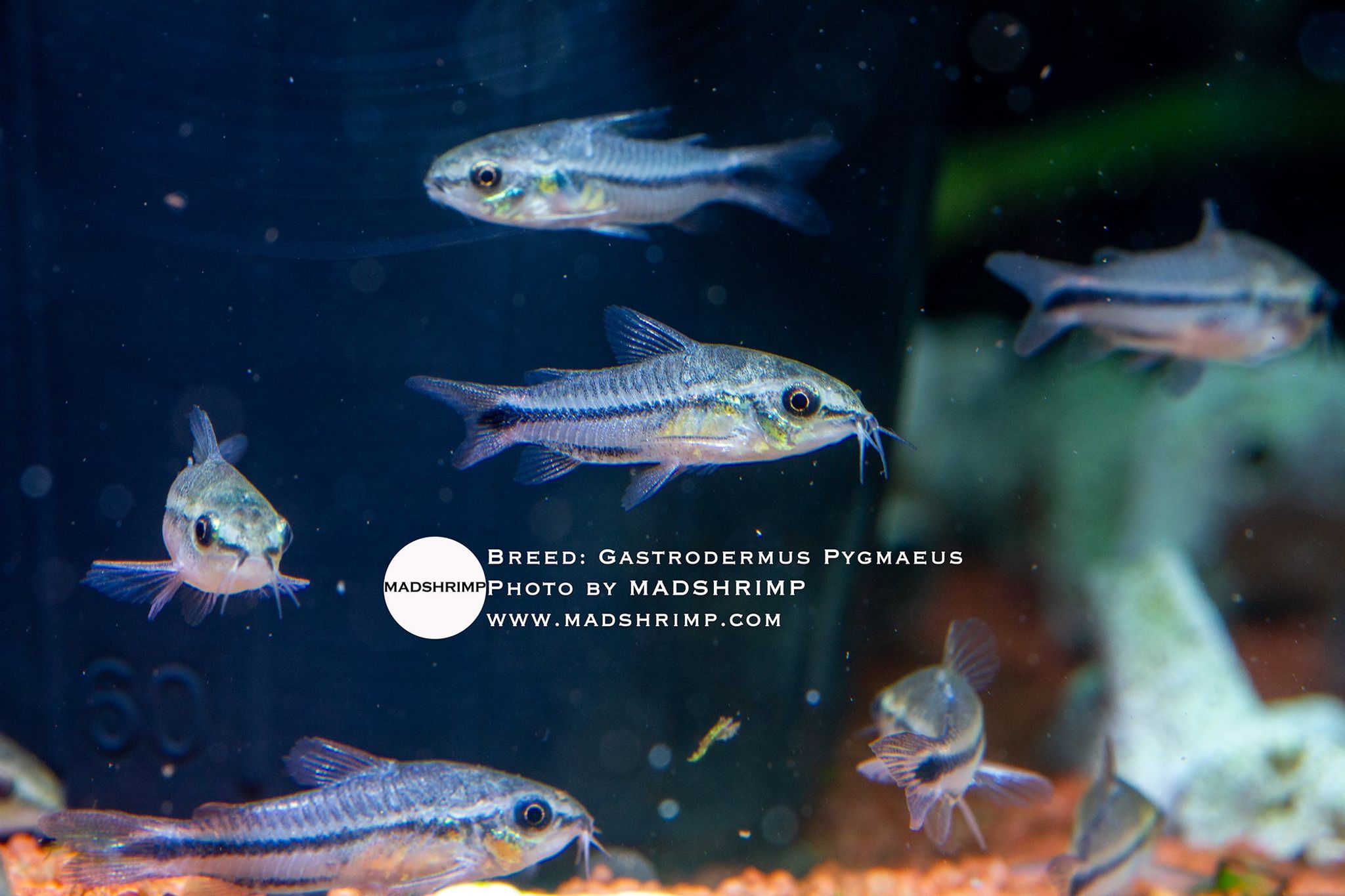 Gastrodermus Pygmaeus