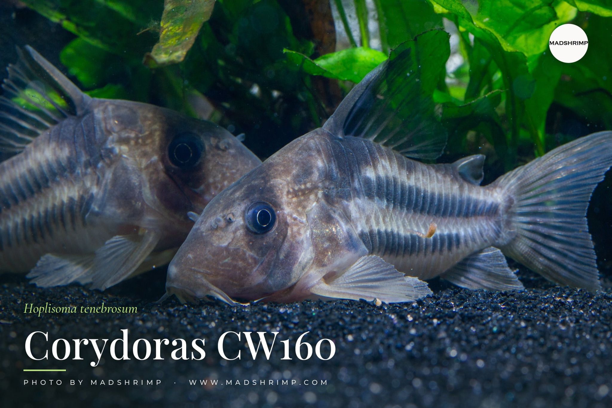 Hoplisoma Tenebrosum CW160