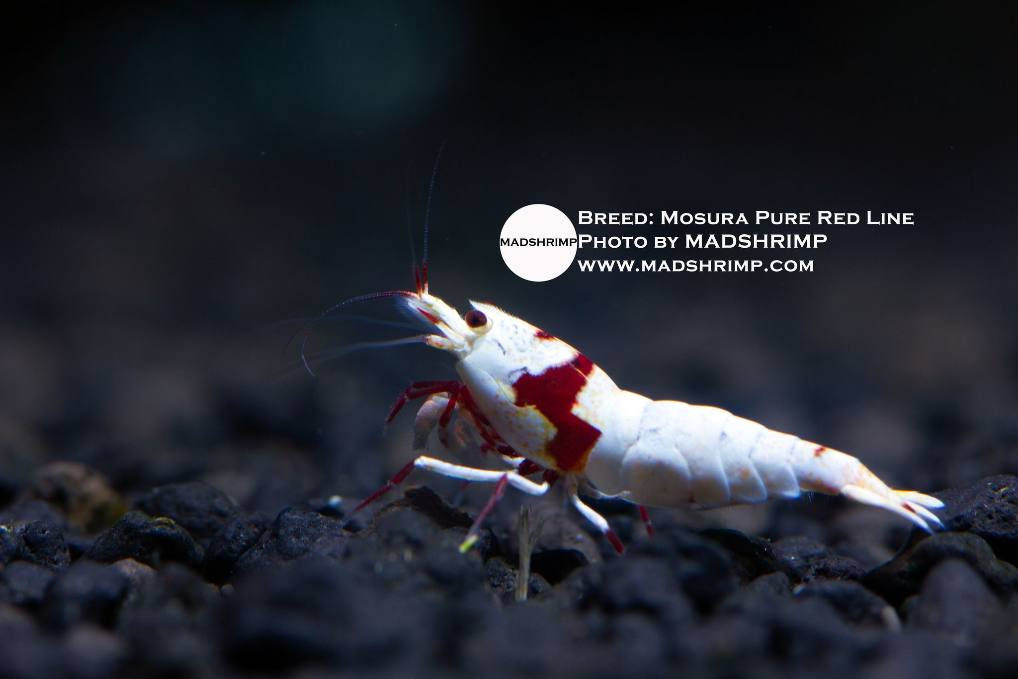 Mosura Pure Red Line