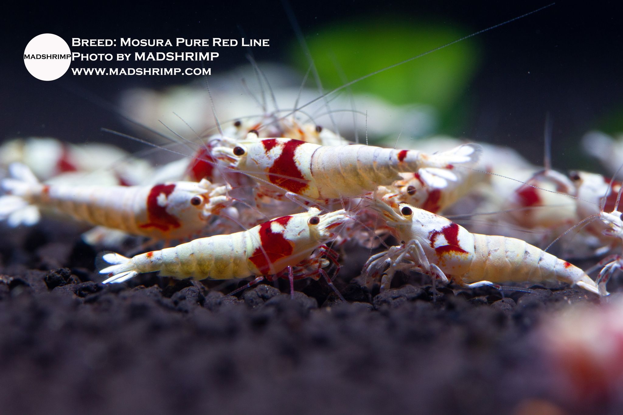 Mosura Pure Red Line