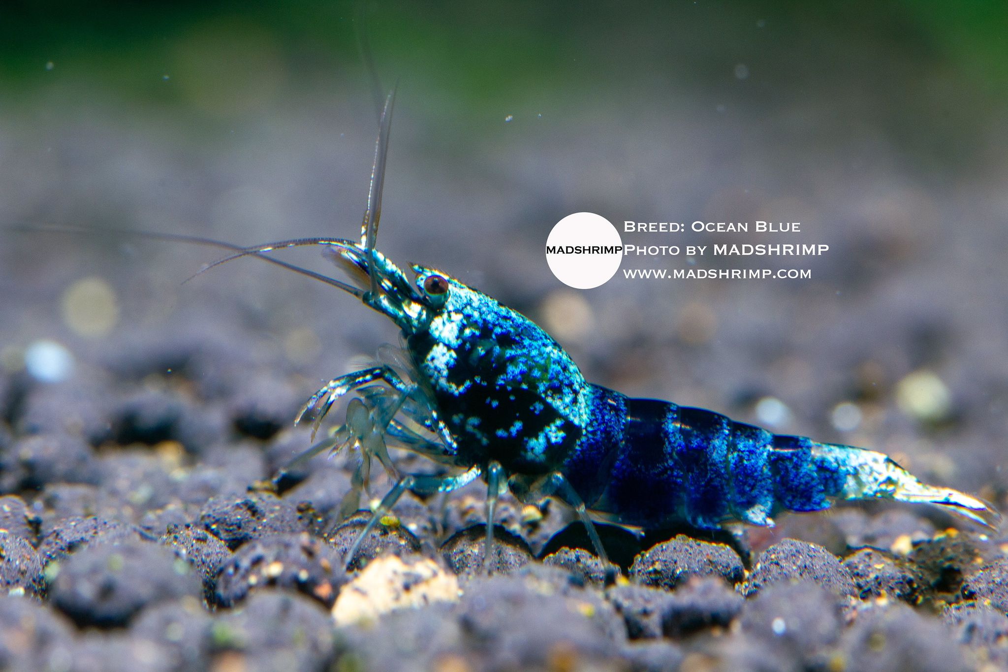 Ocean Blue