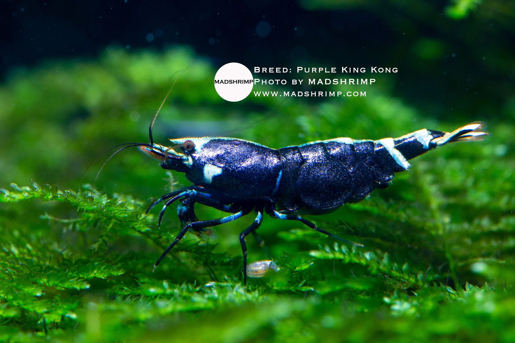 Purple King Kong