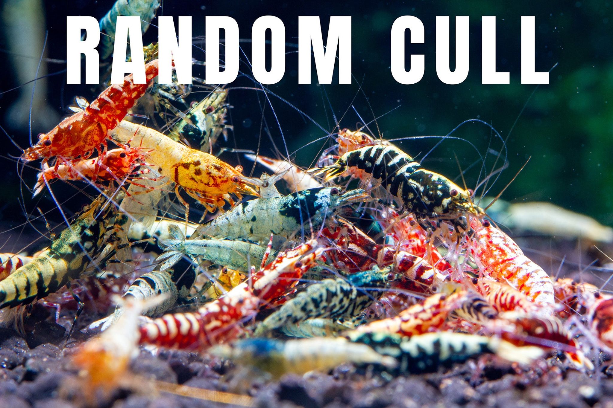 Random culls [PACK OF 10]