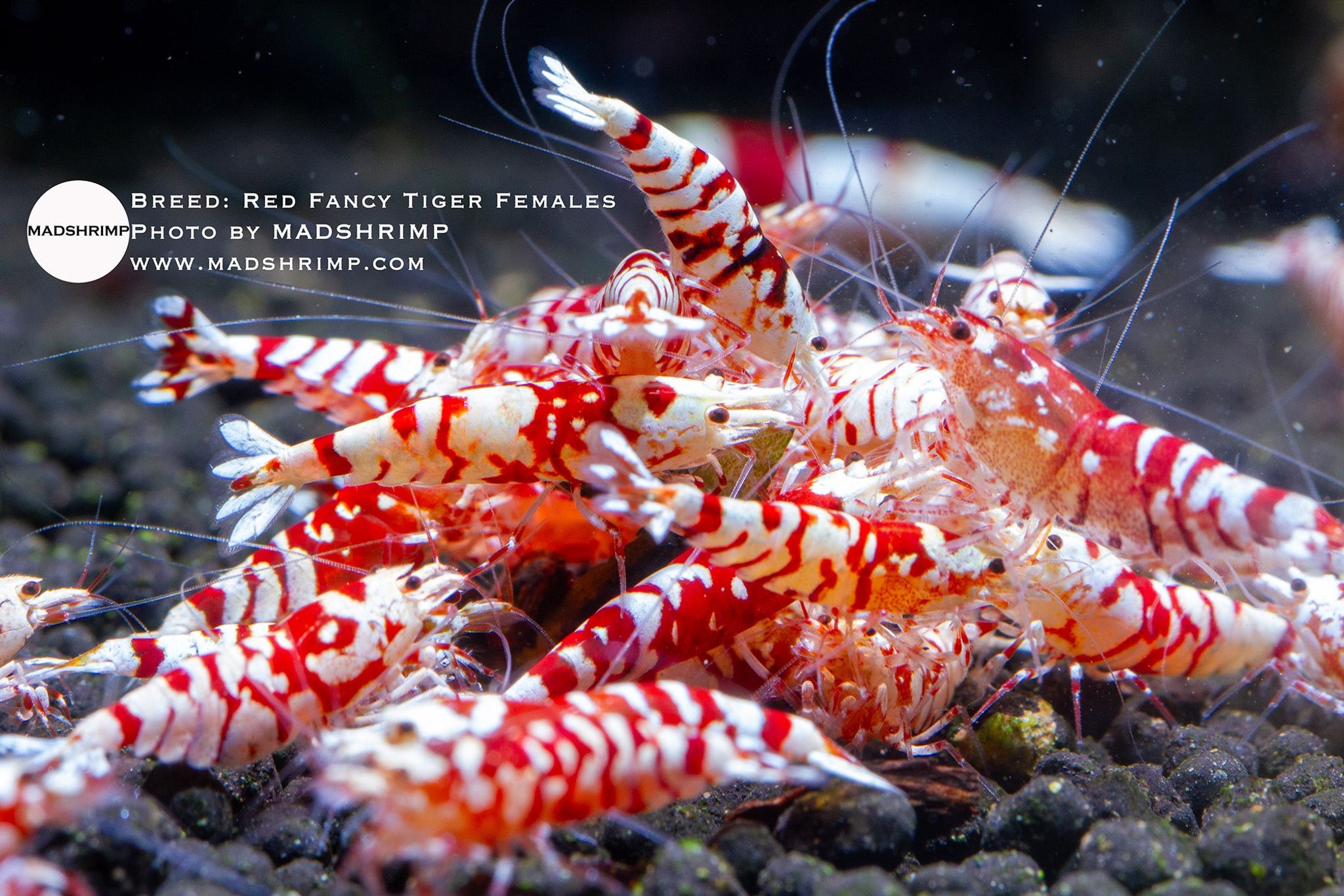 Red Fancy Tiger S [Breeding Size]