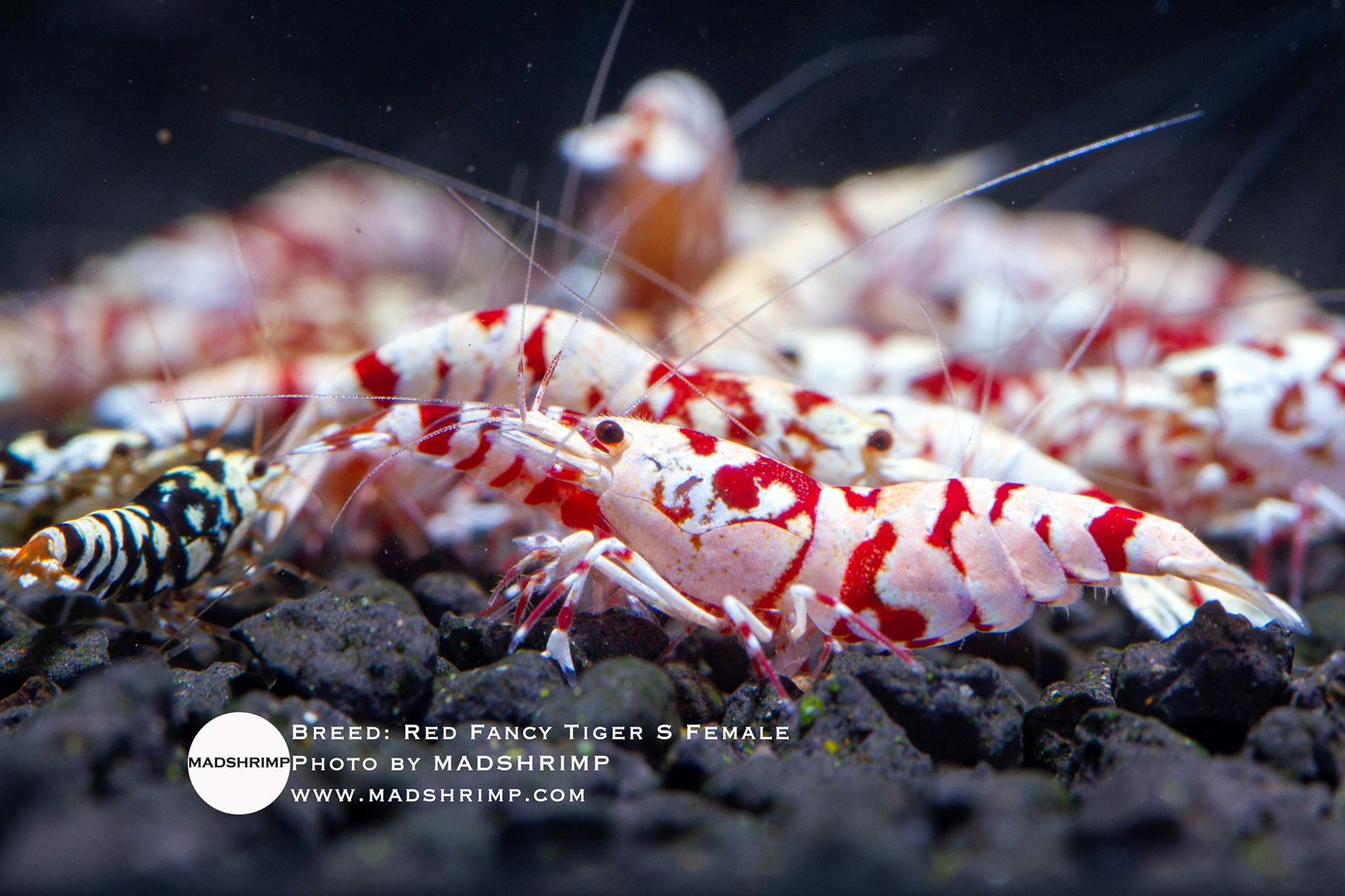 Red Fancy Tiger S [Breeding Size]